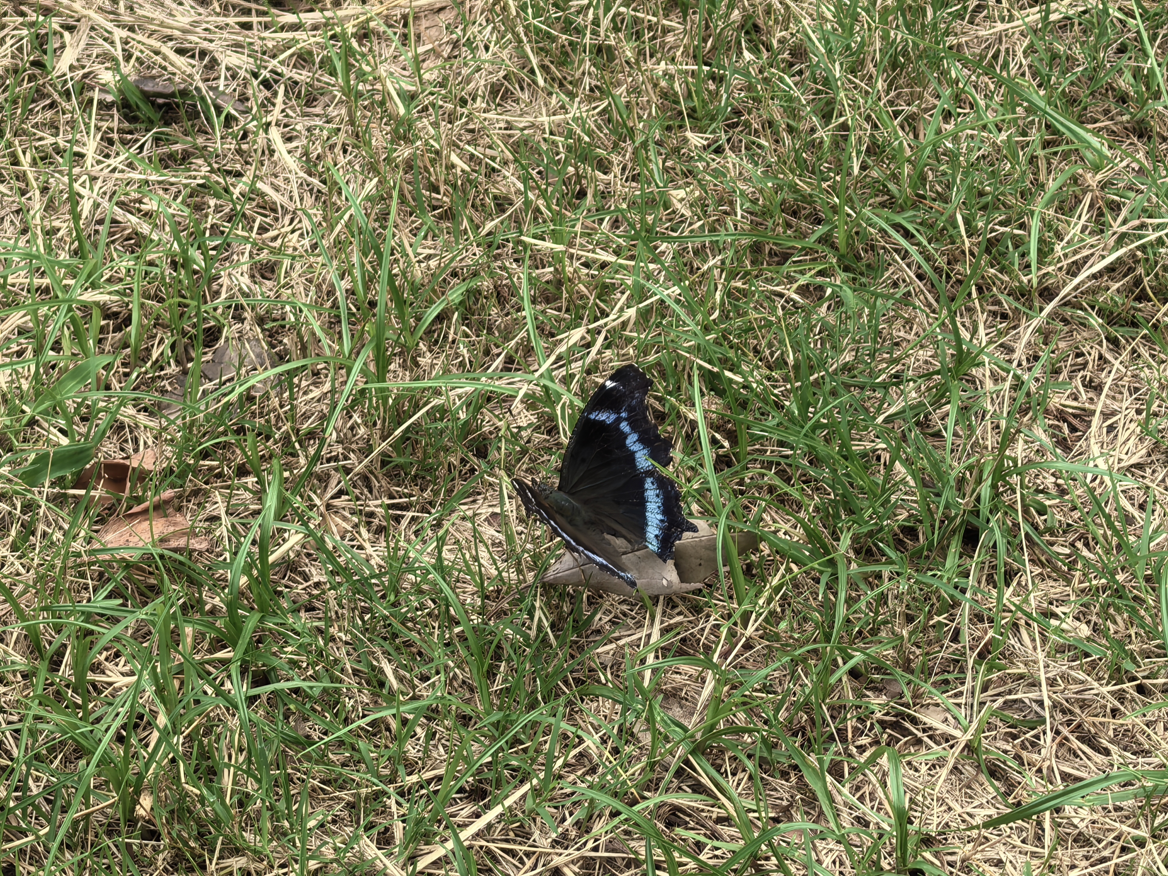 琉璃蛱蝶