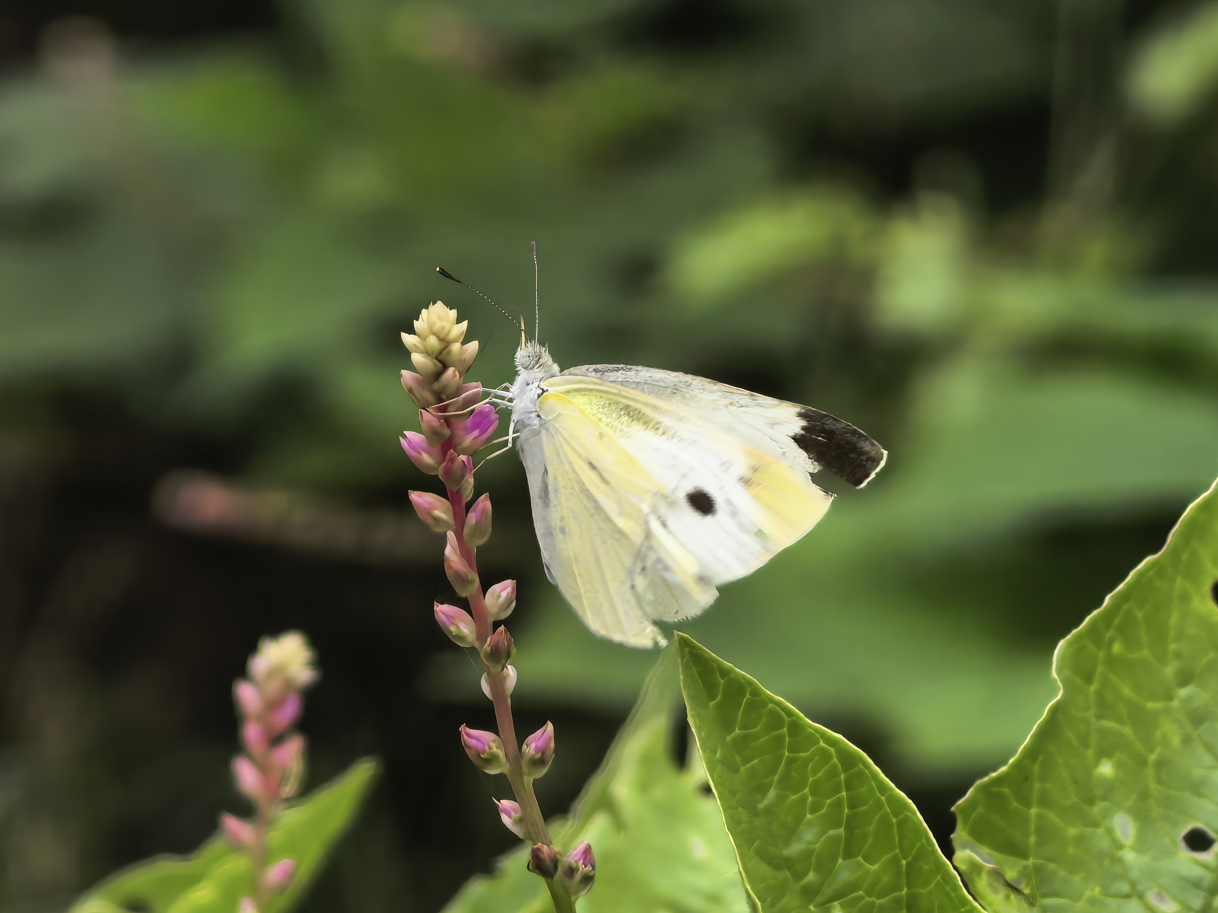 菜粉蝶