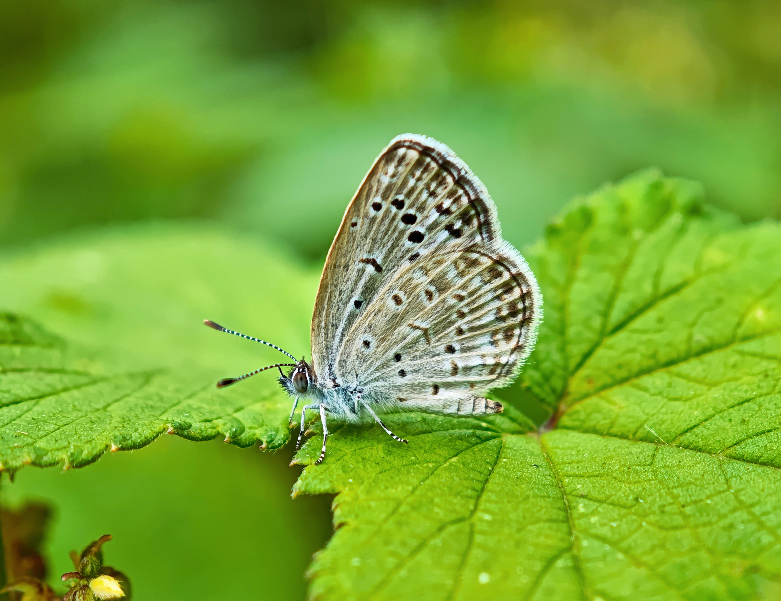 酢浆灰蝶
