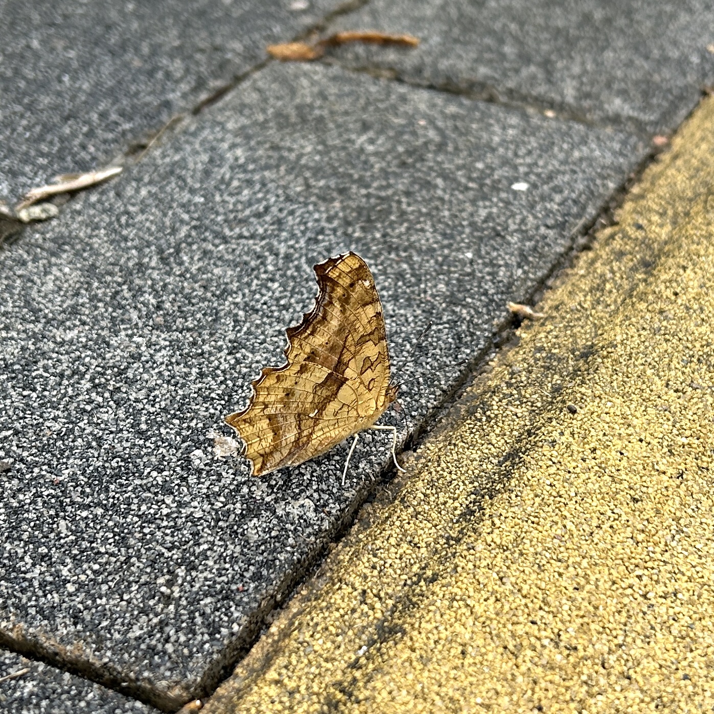 黄钩蛱蝶