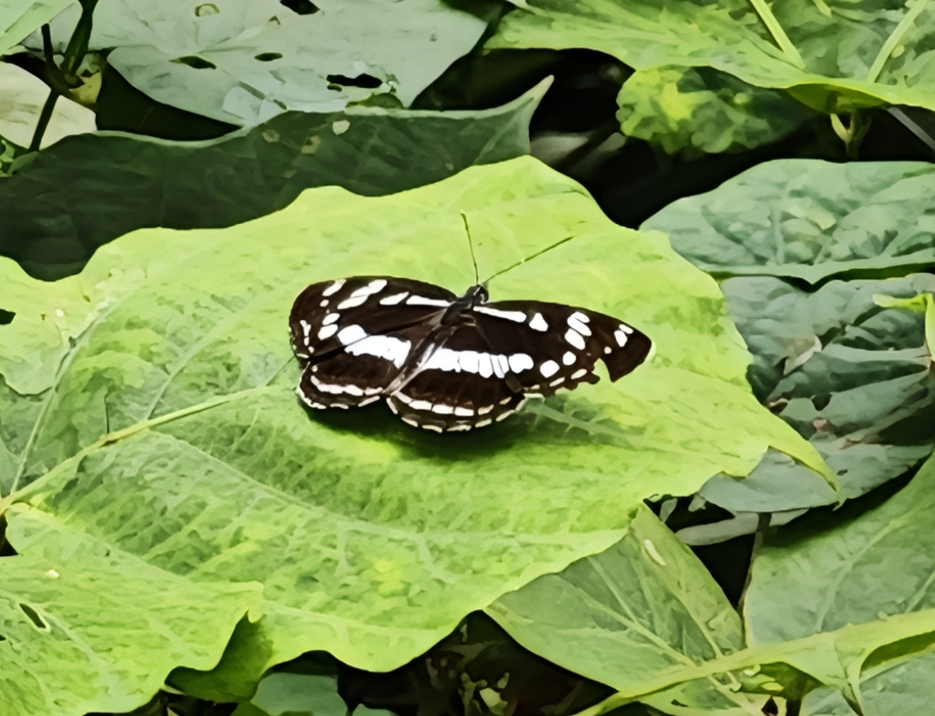 扬眉线蛱蝶