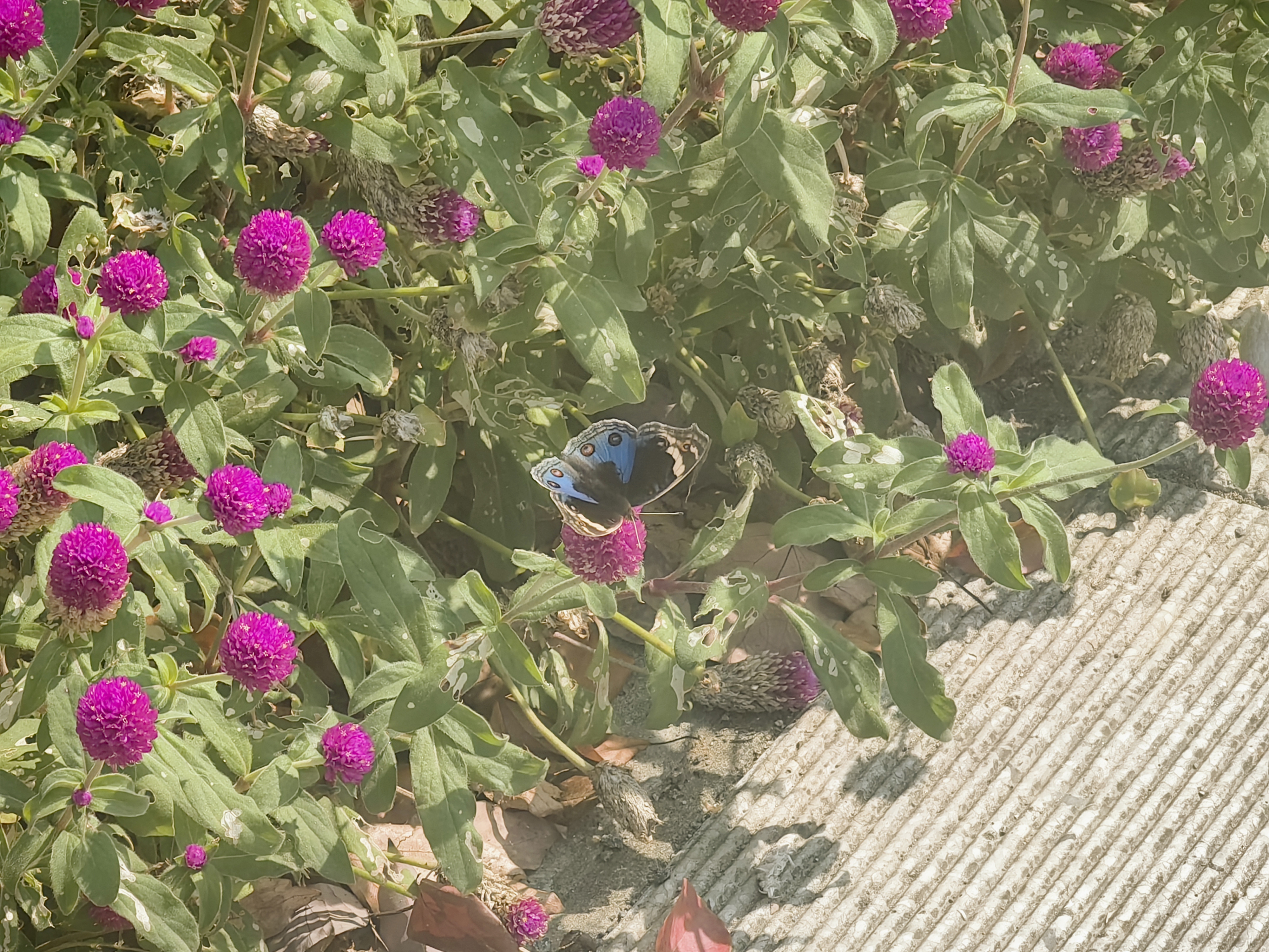 翠蓝眼蛱蝶
