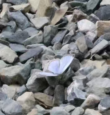 酢浆灰蝶