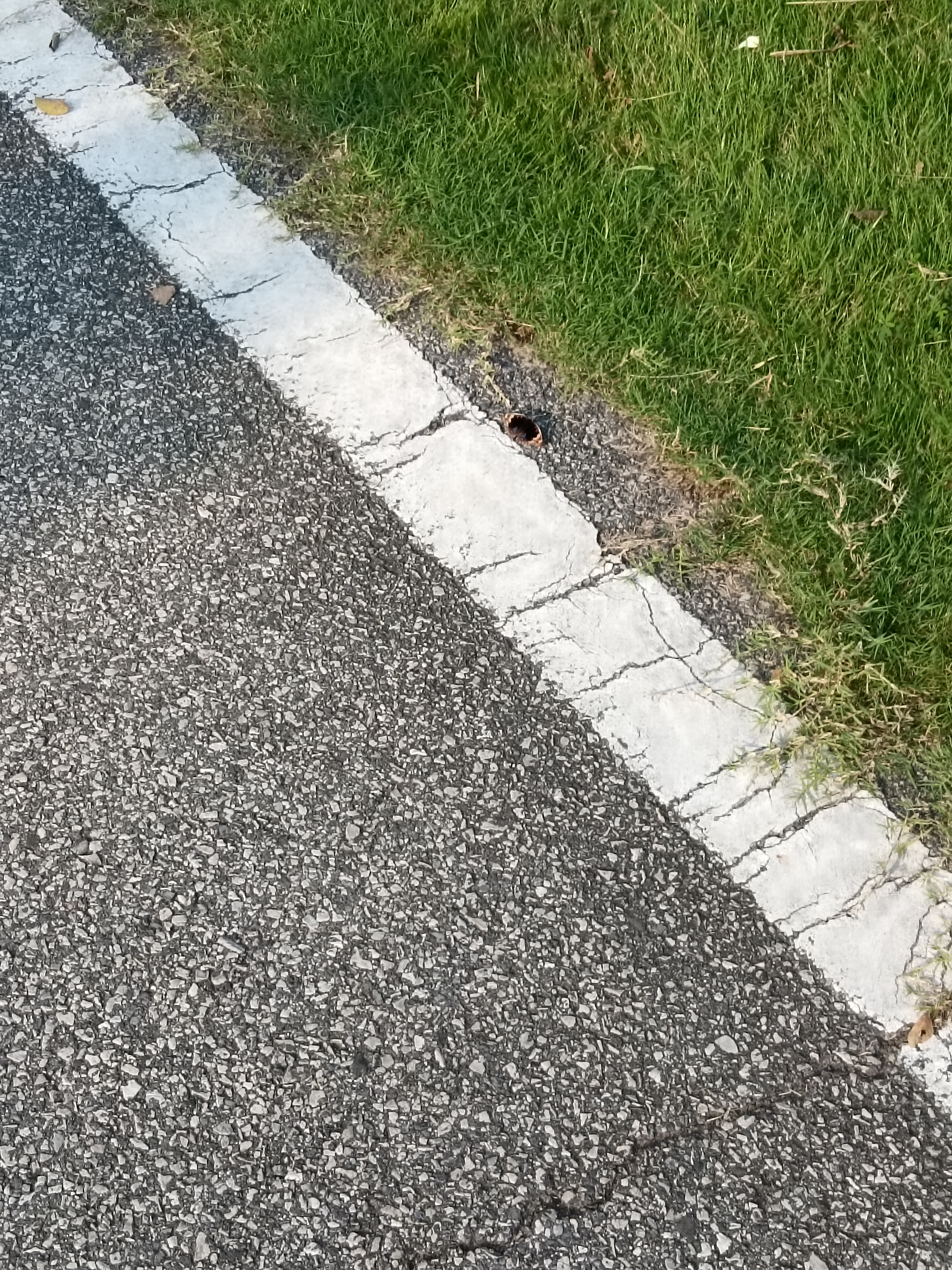 翠蓝眼蛱蝶
