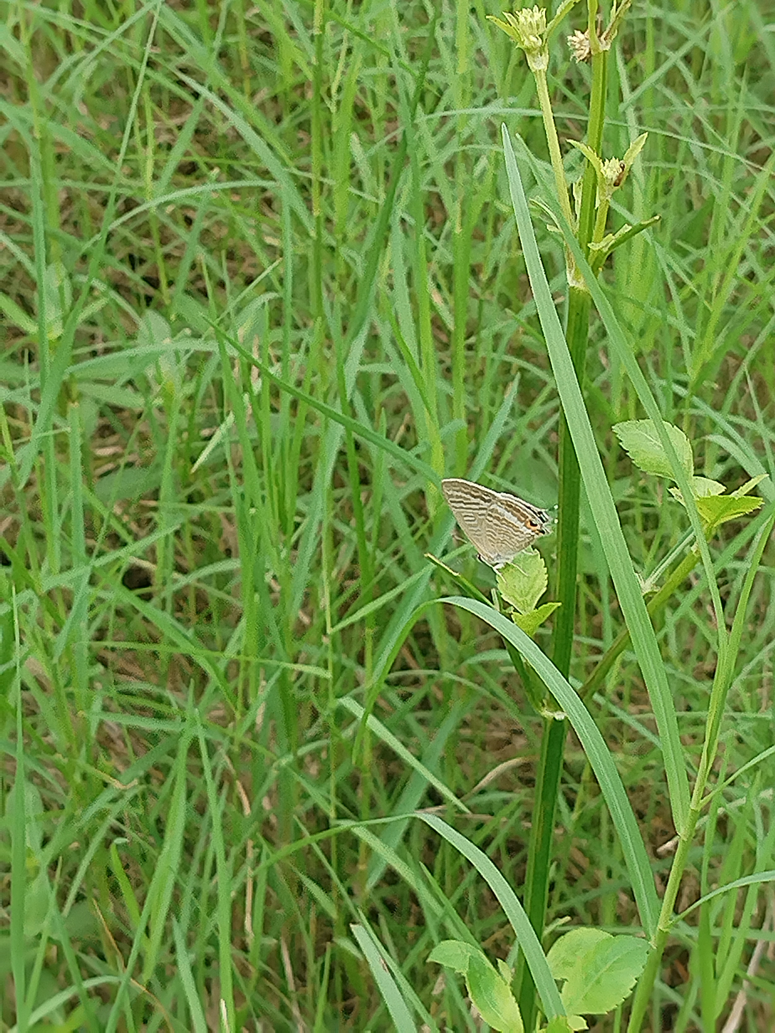 亮灰蝶