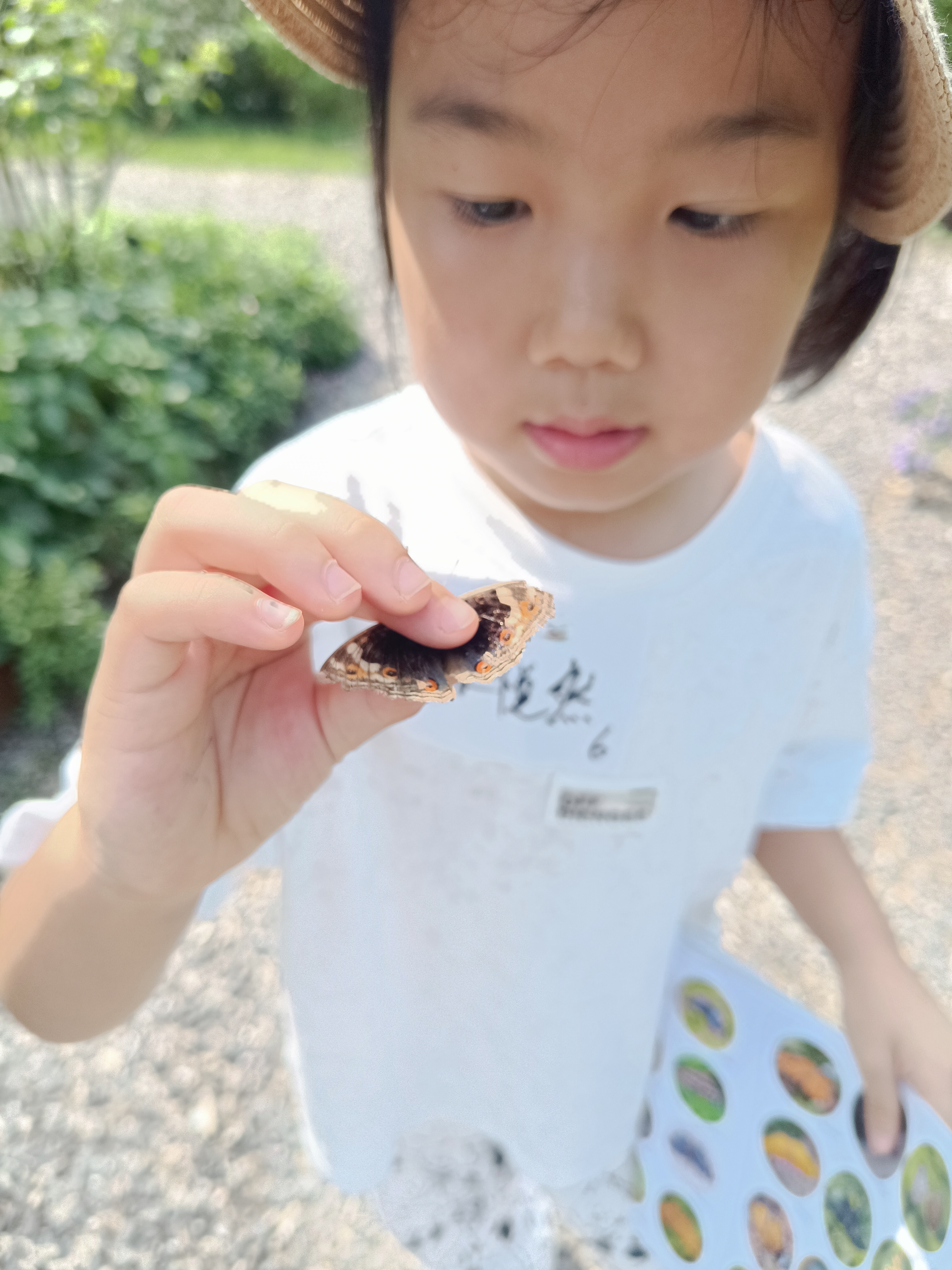 翠蓝眼蛱蝶