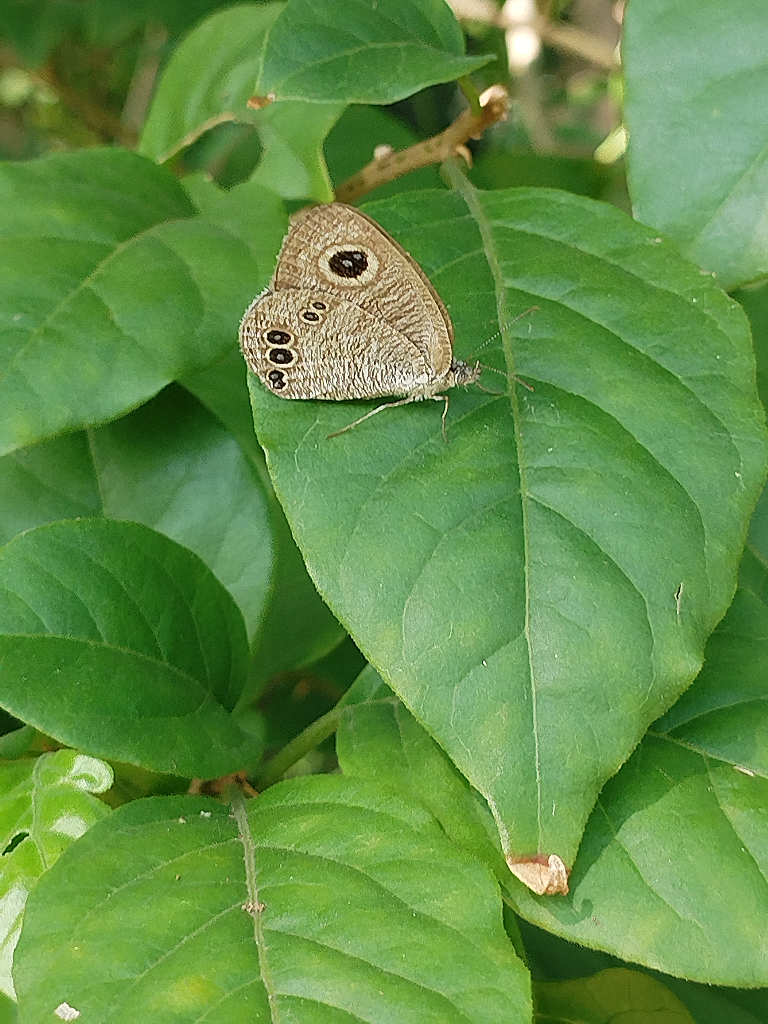 阿矍眼蝶