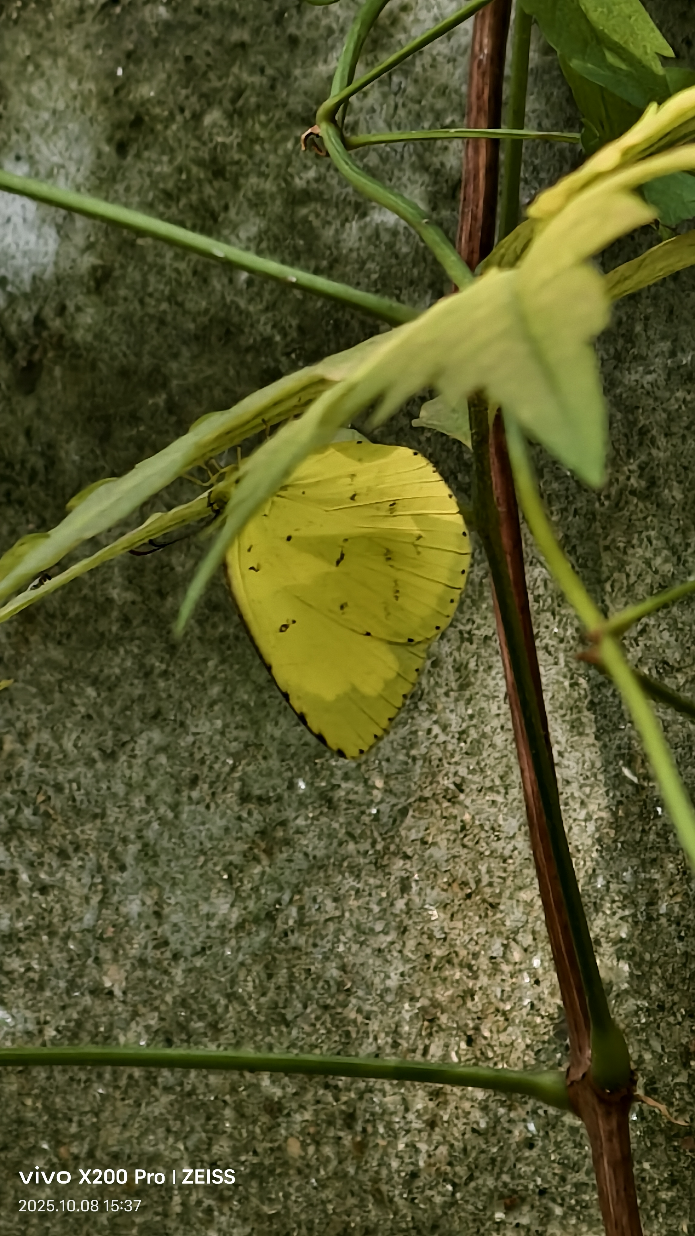 北黄粉蝶