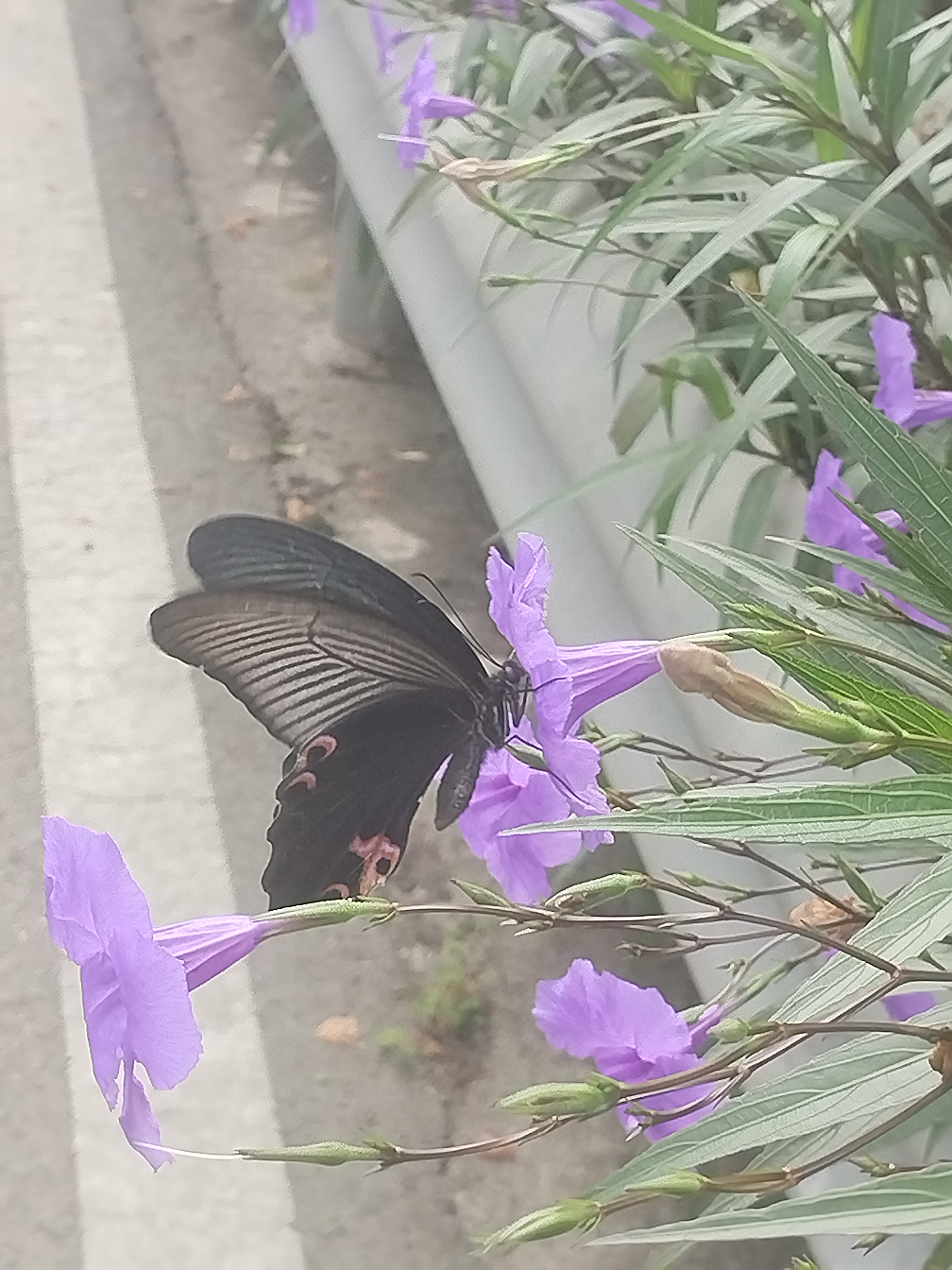 蓝凤蝶