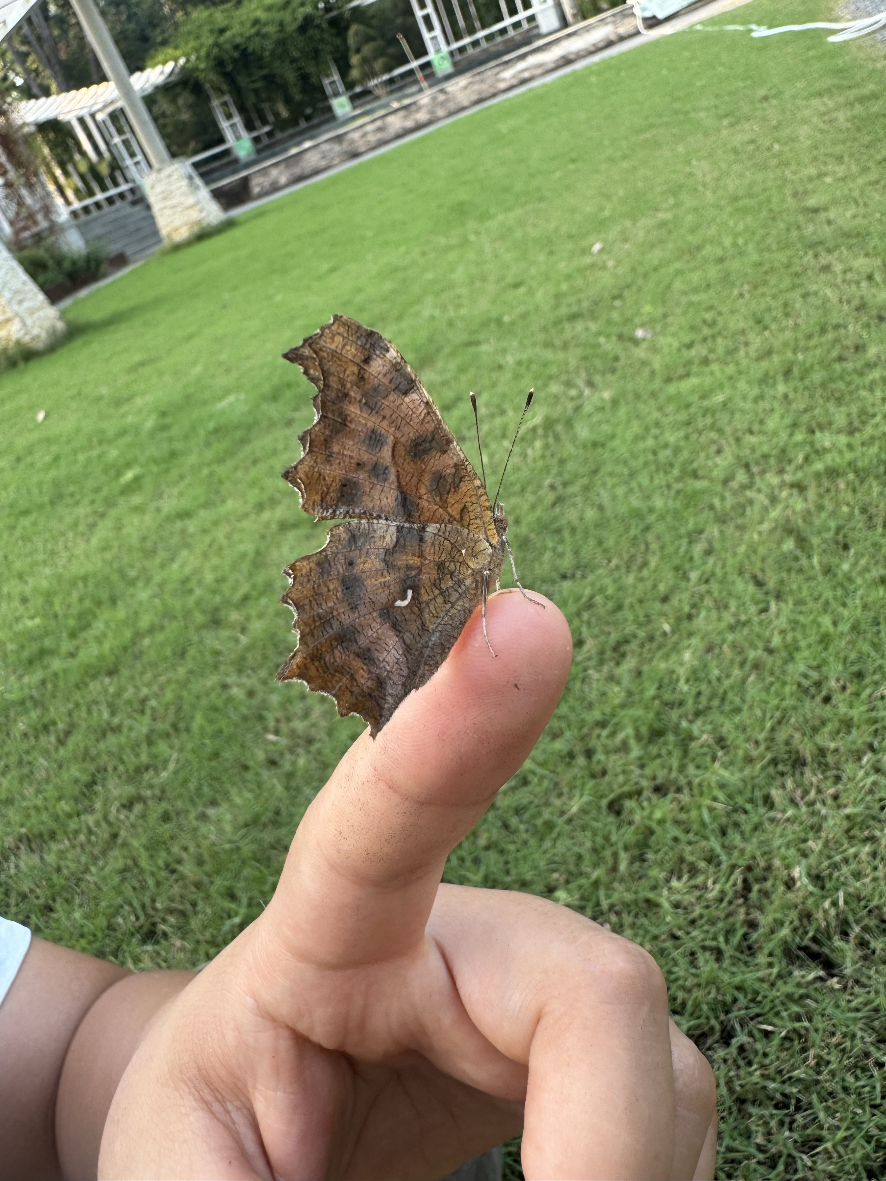 黄钩蛱蝶