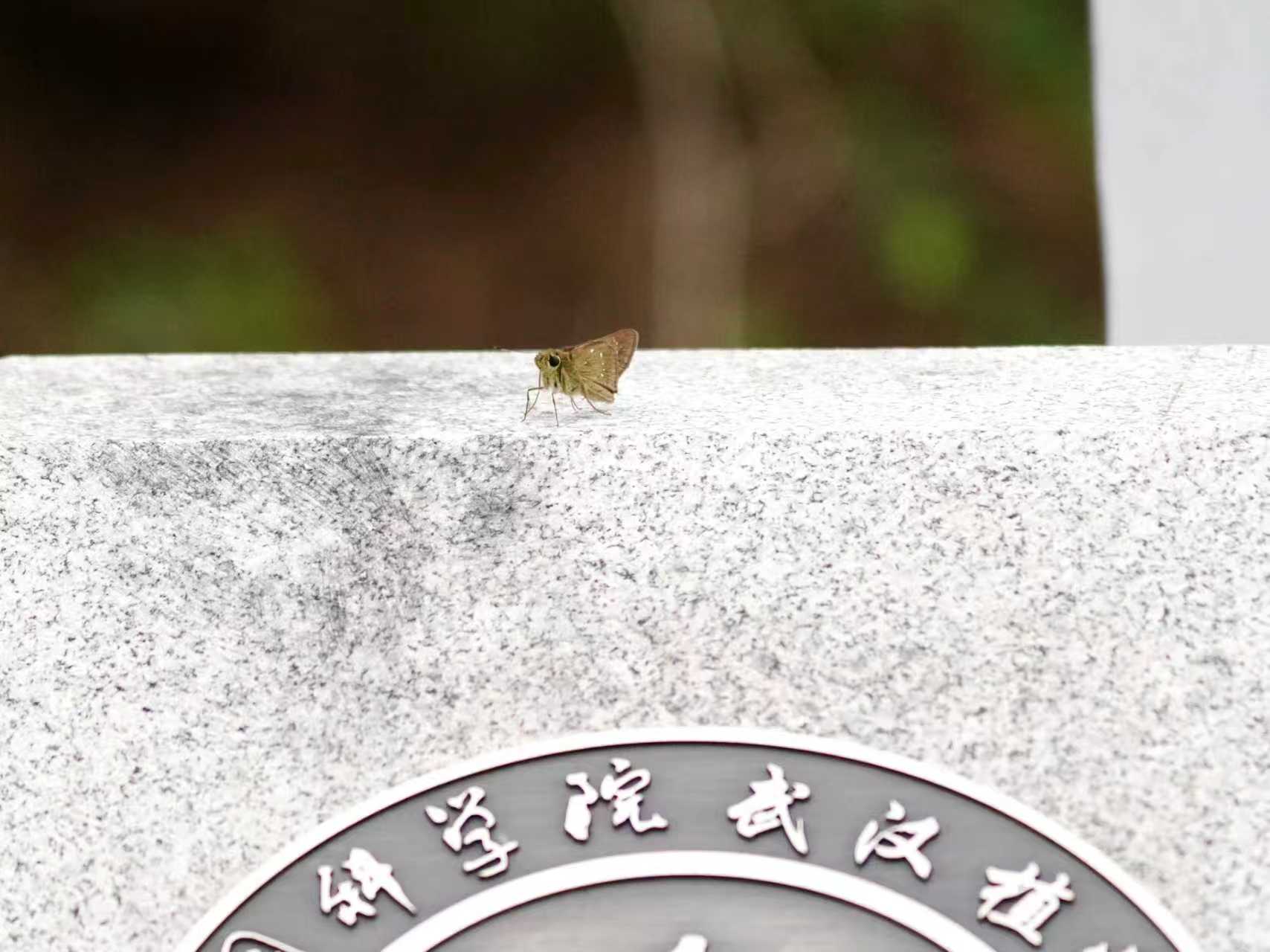 隐纹谷弄蝶