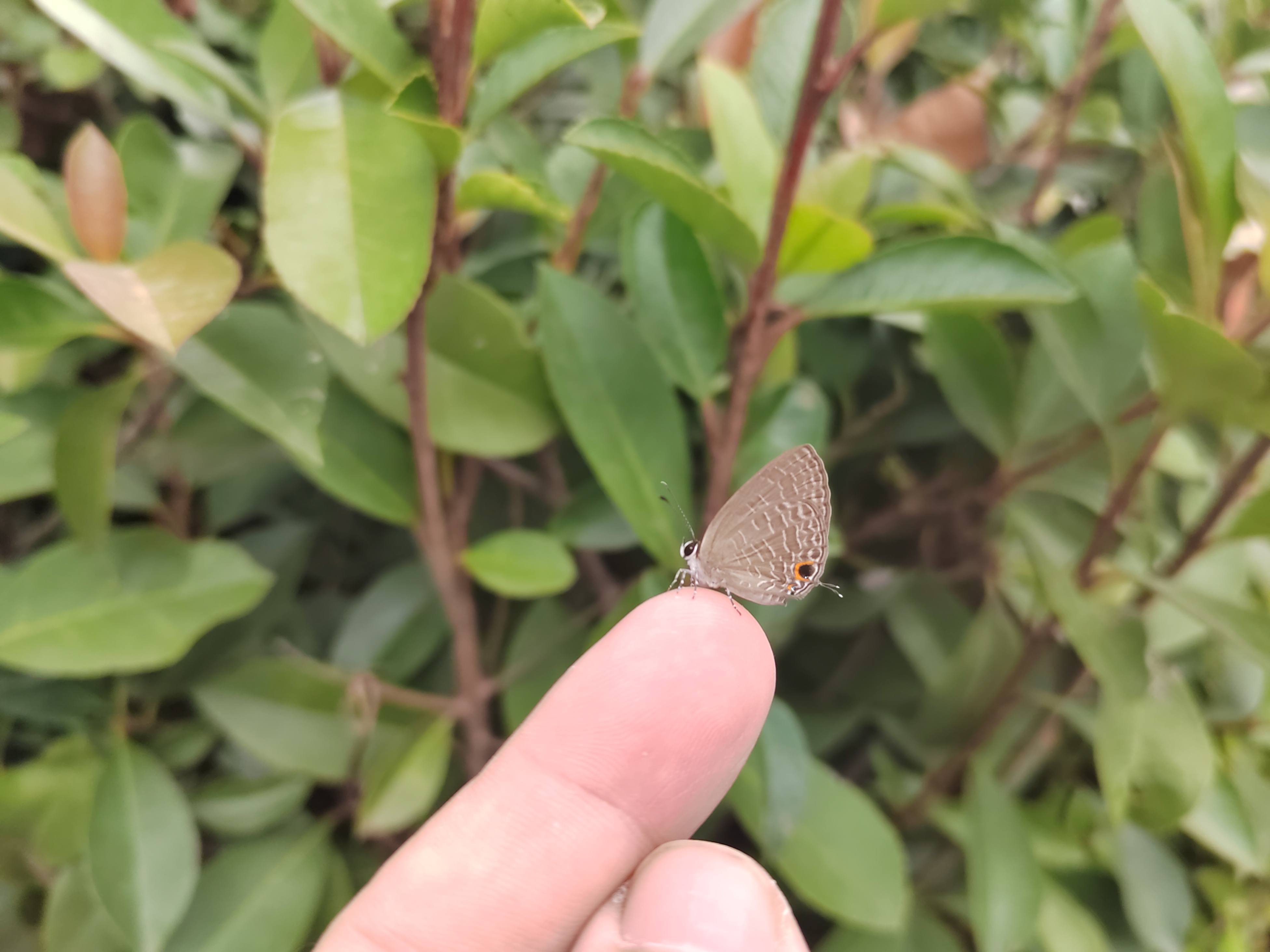 雅灰蝶