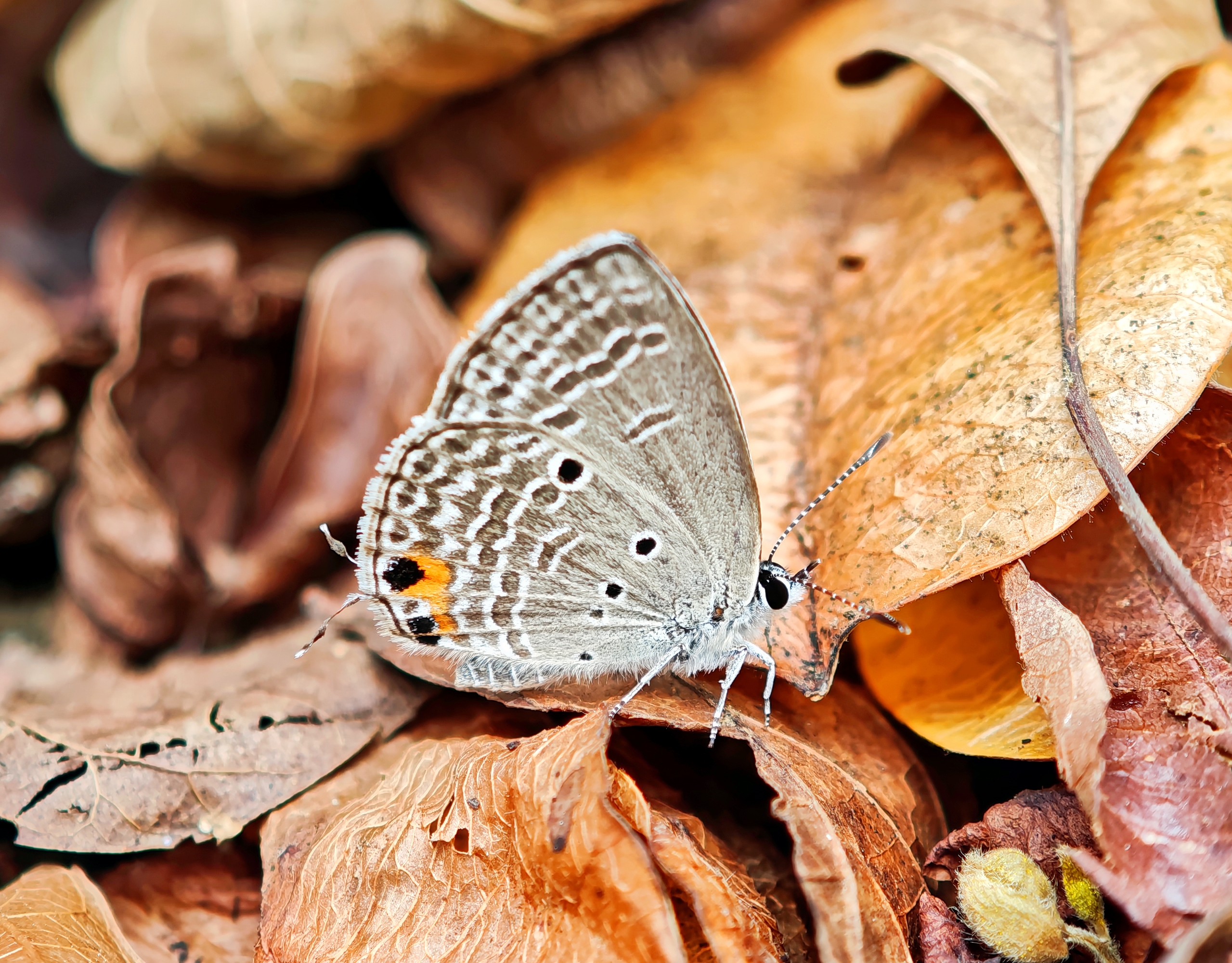 曲纹紫灰蝶