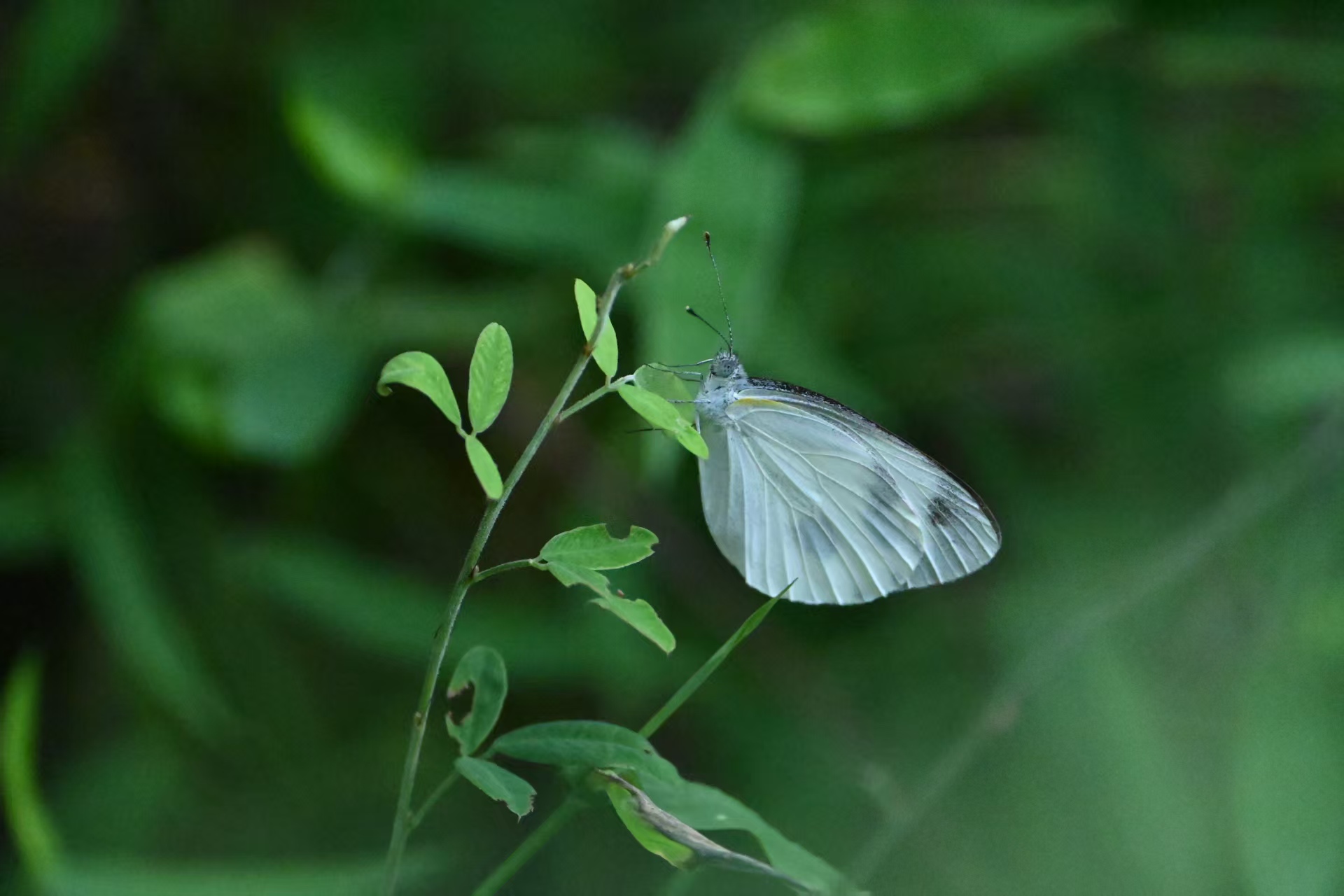 东方菜粉蝶