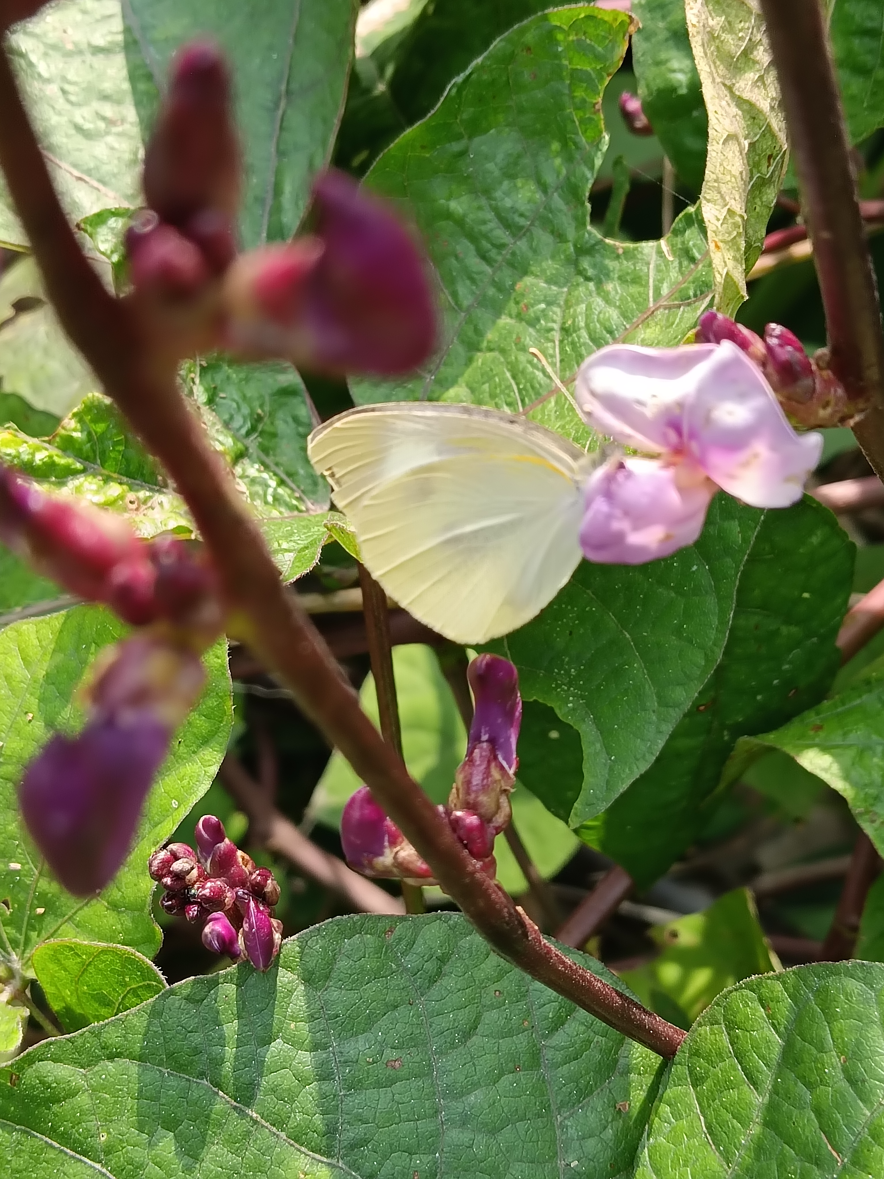 菜粉蝶