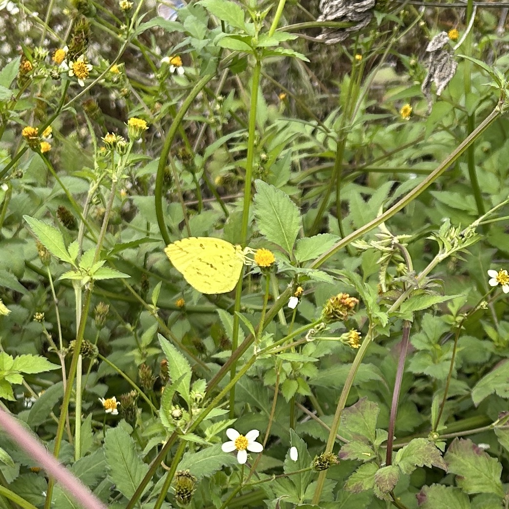 北黄粉蝶