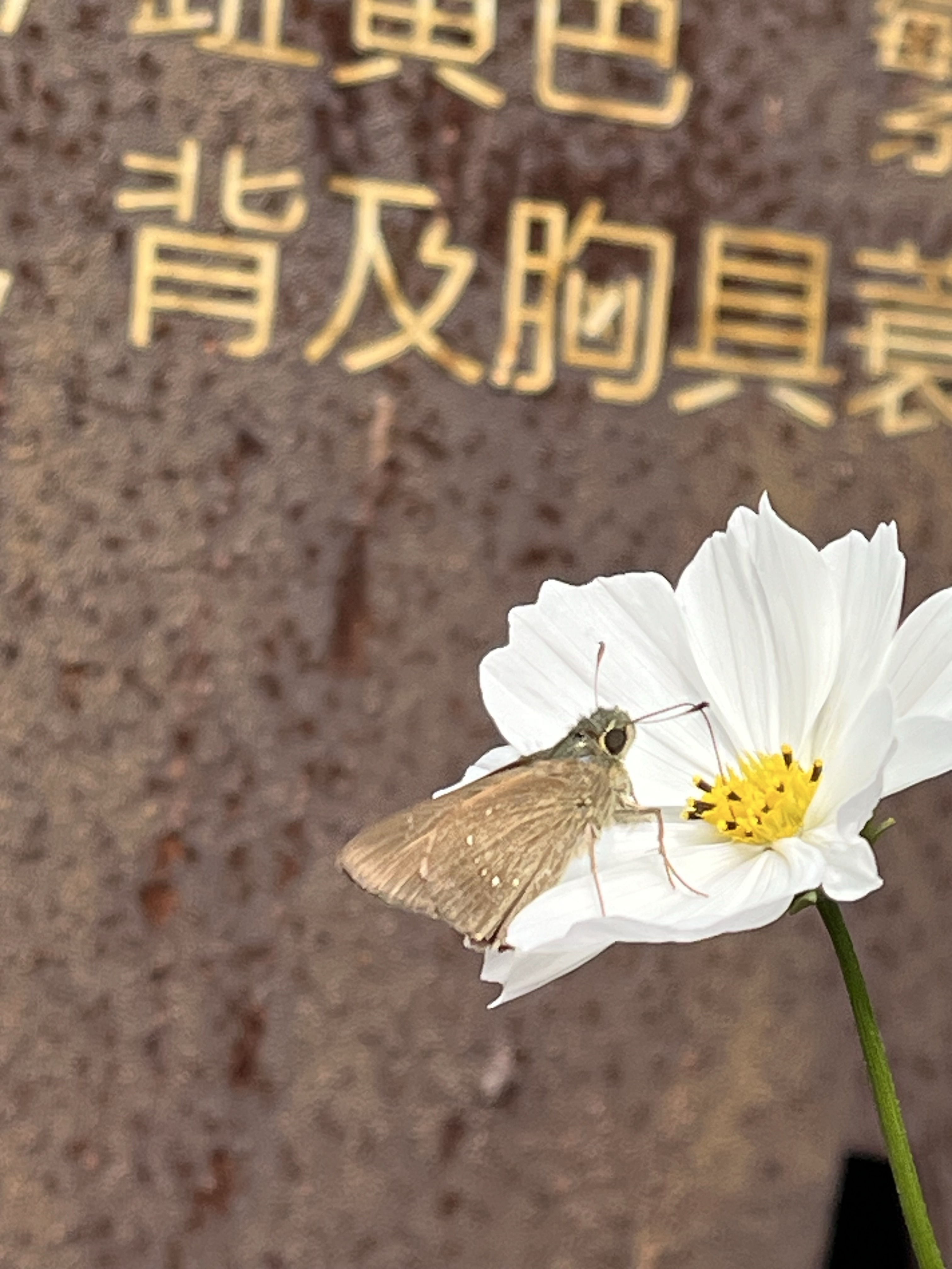 隐纹谷弄蝶