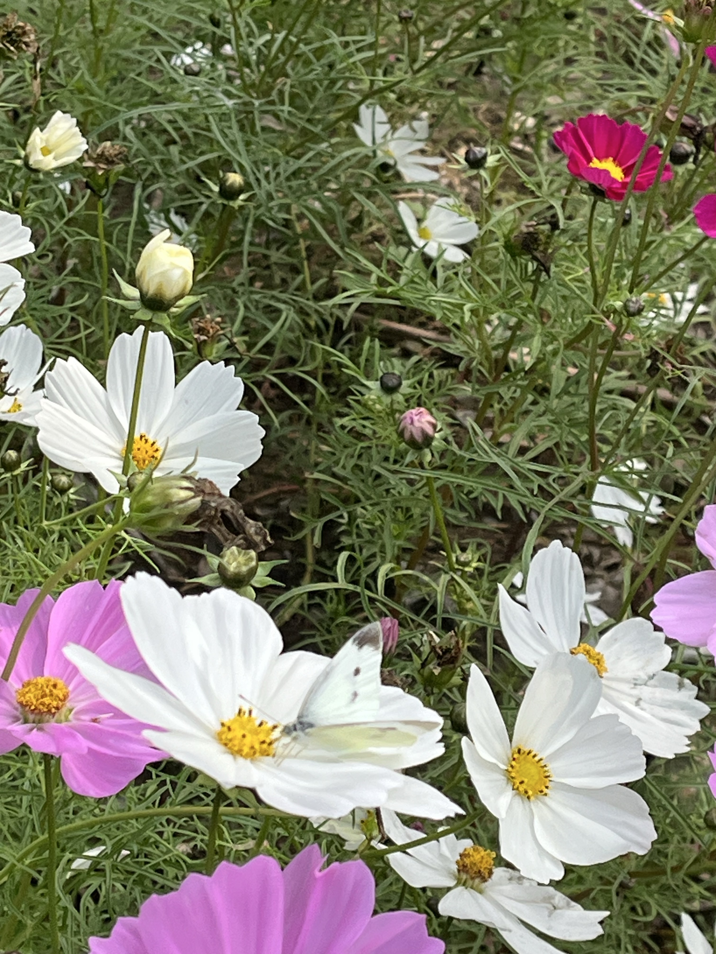 菜粉蝶