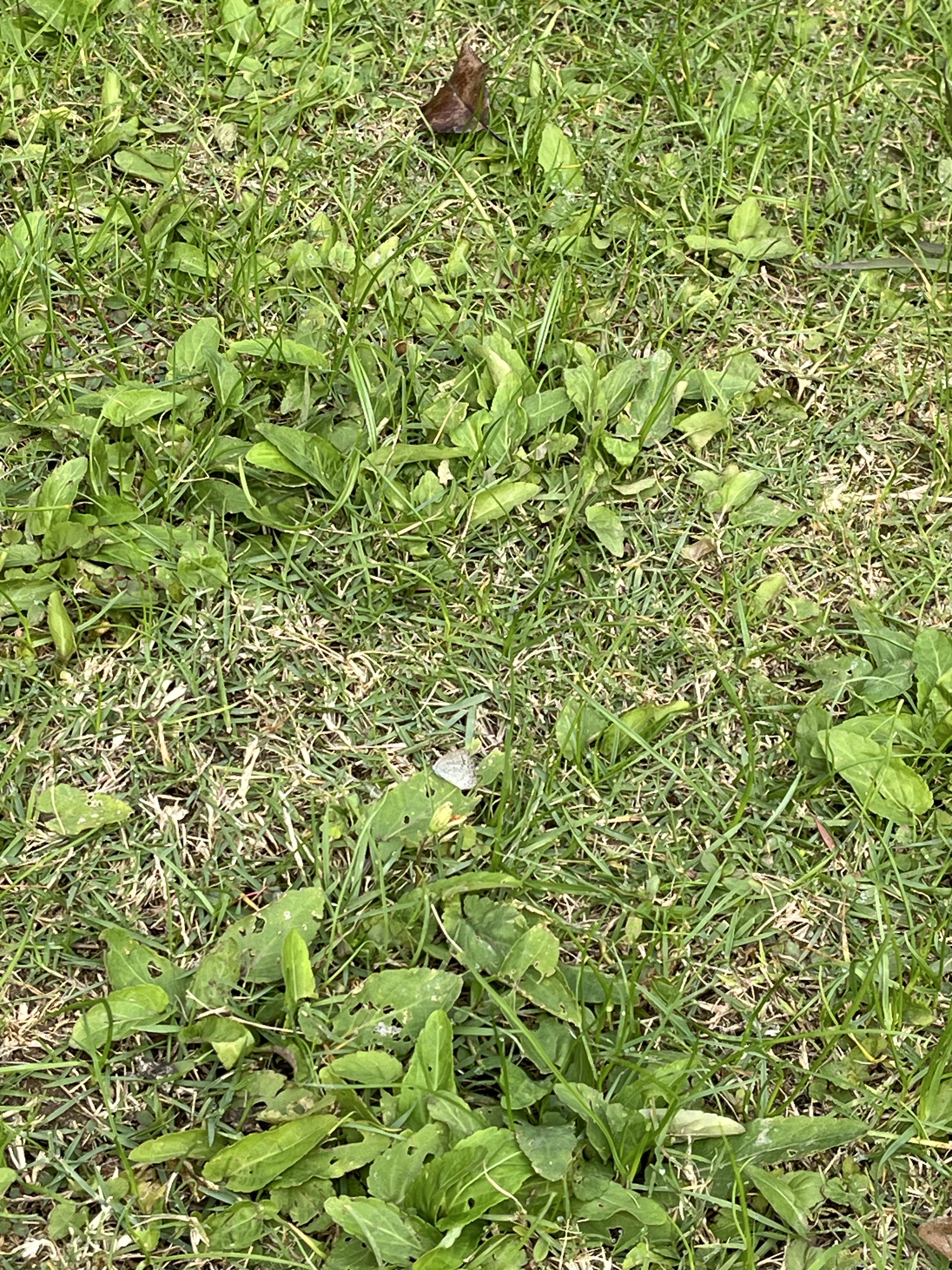 酢浆灰蝶