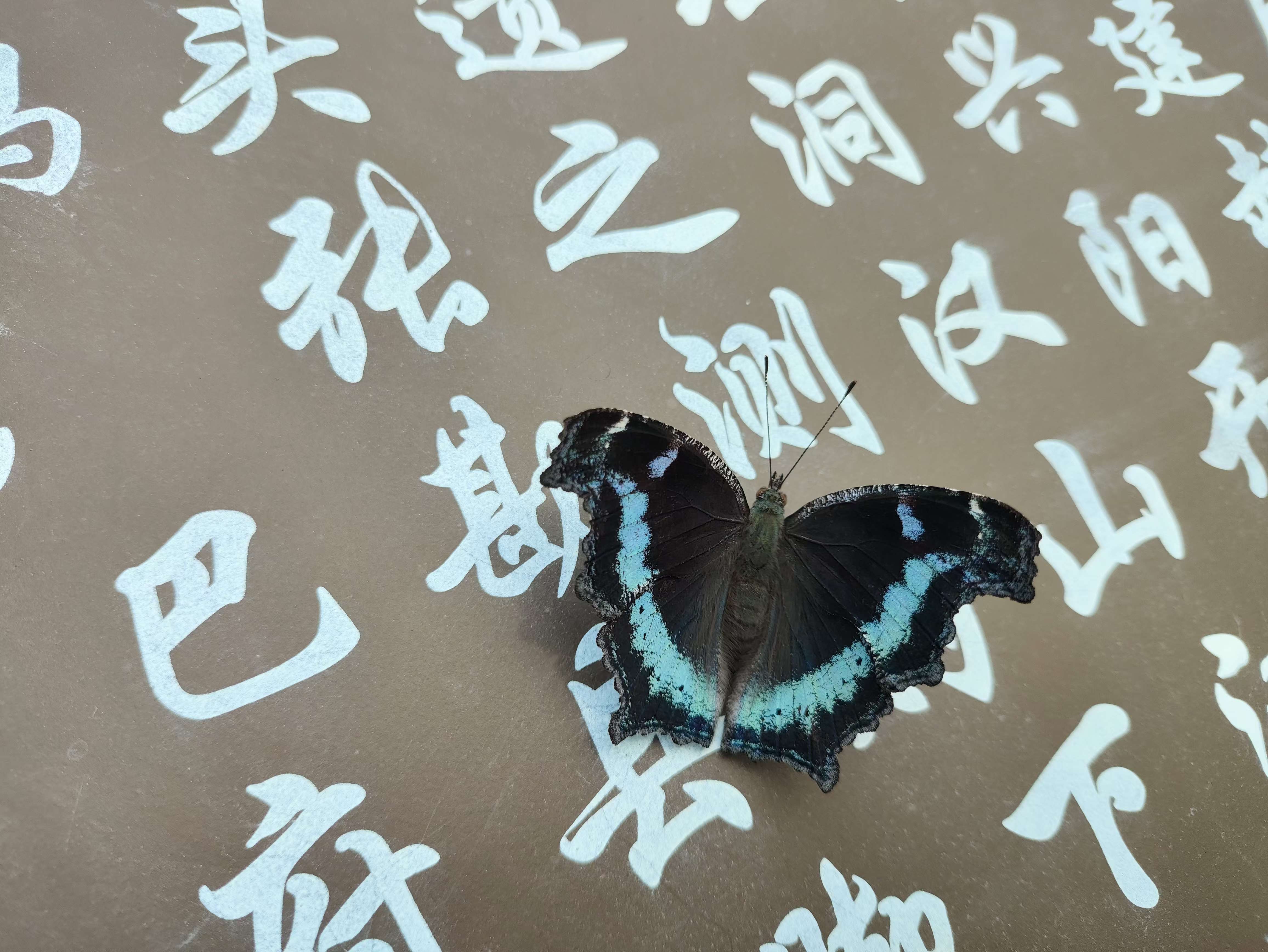 琉璃蛱蝶