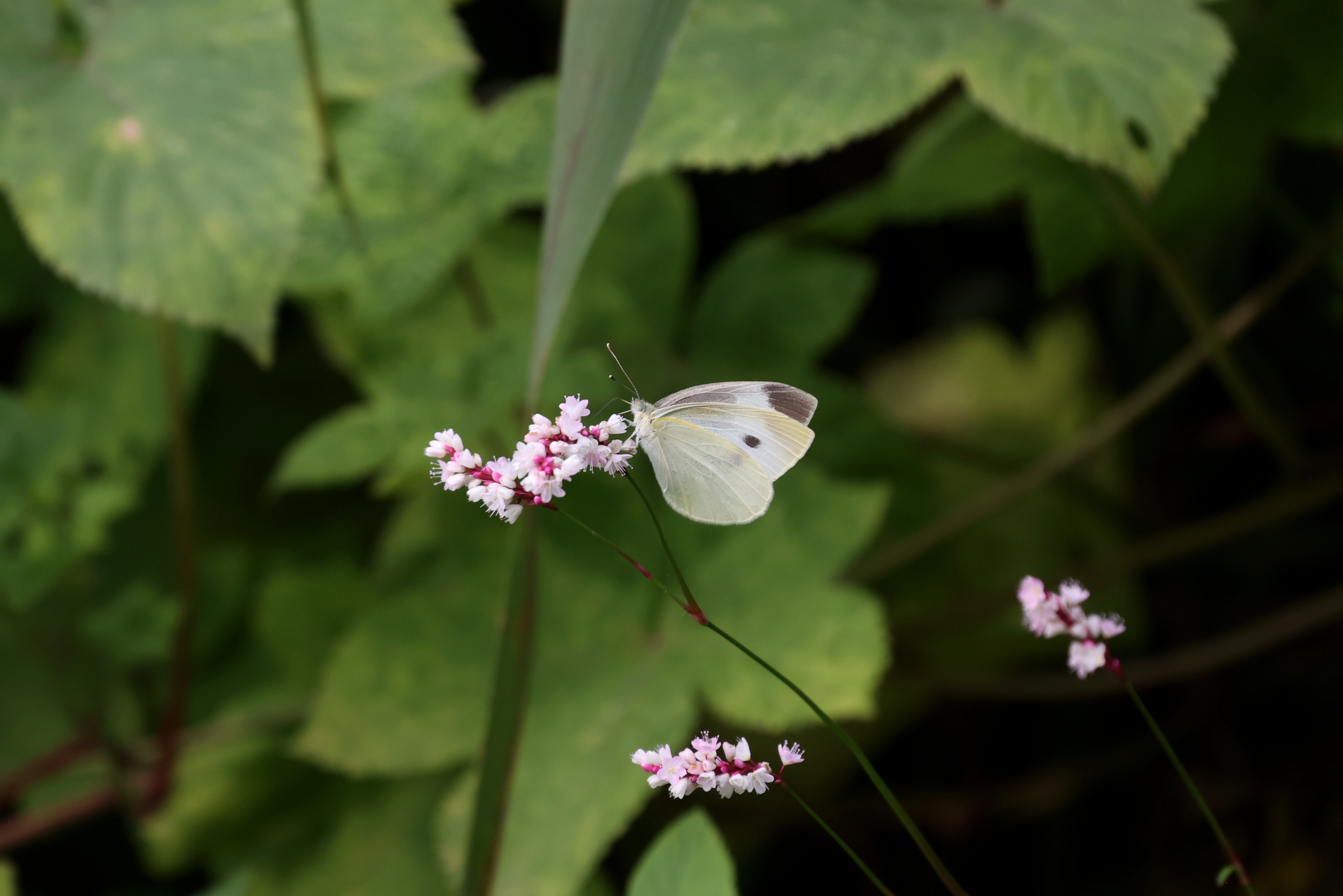 菜粉蝶