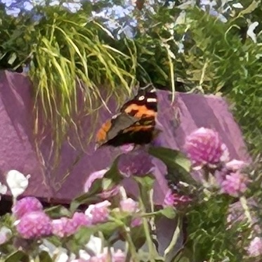 大红蛱蝶