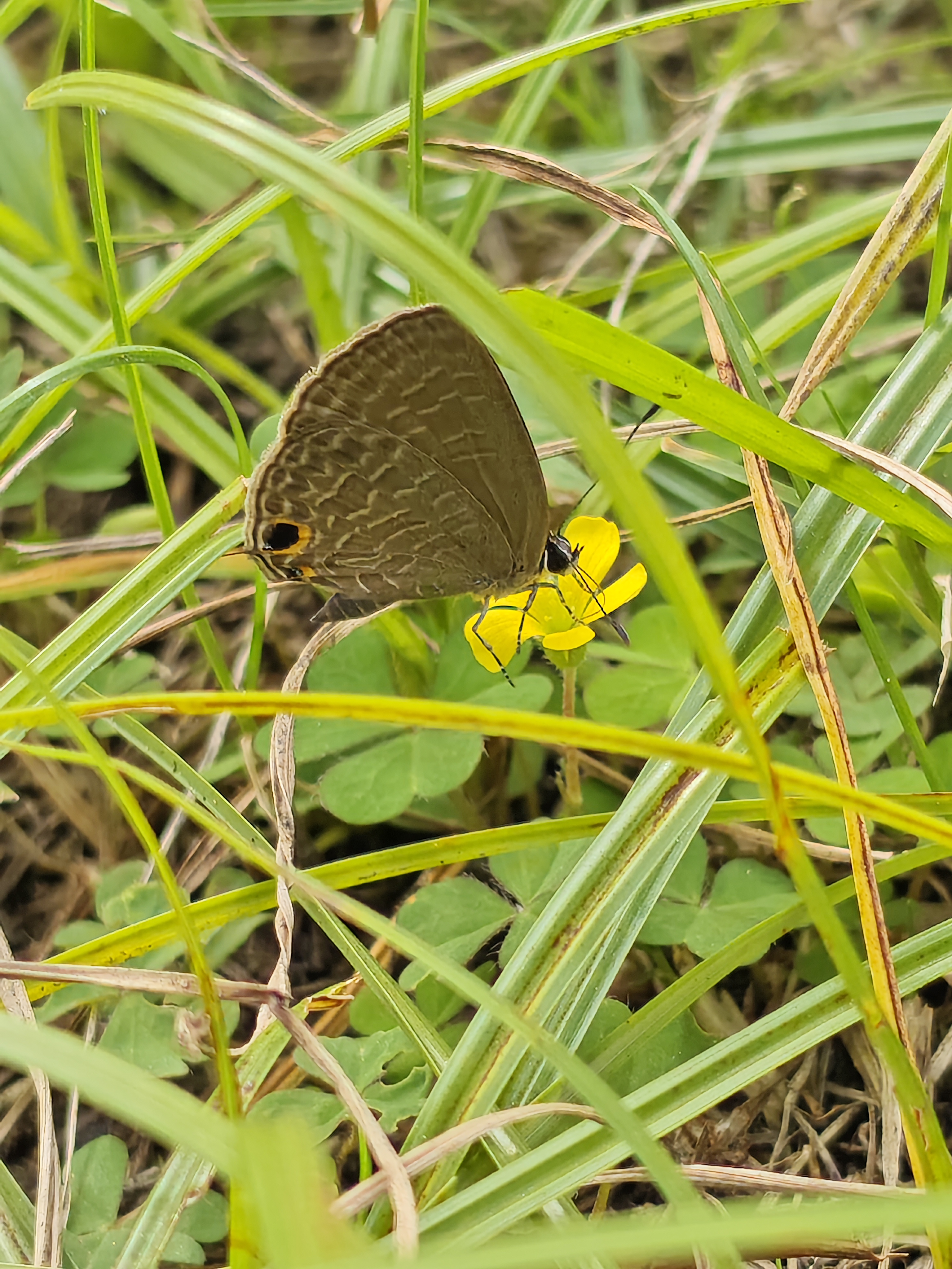 雅灰蝶