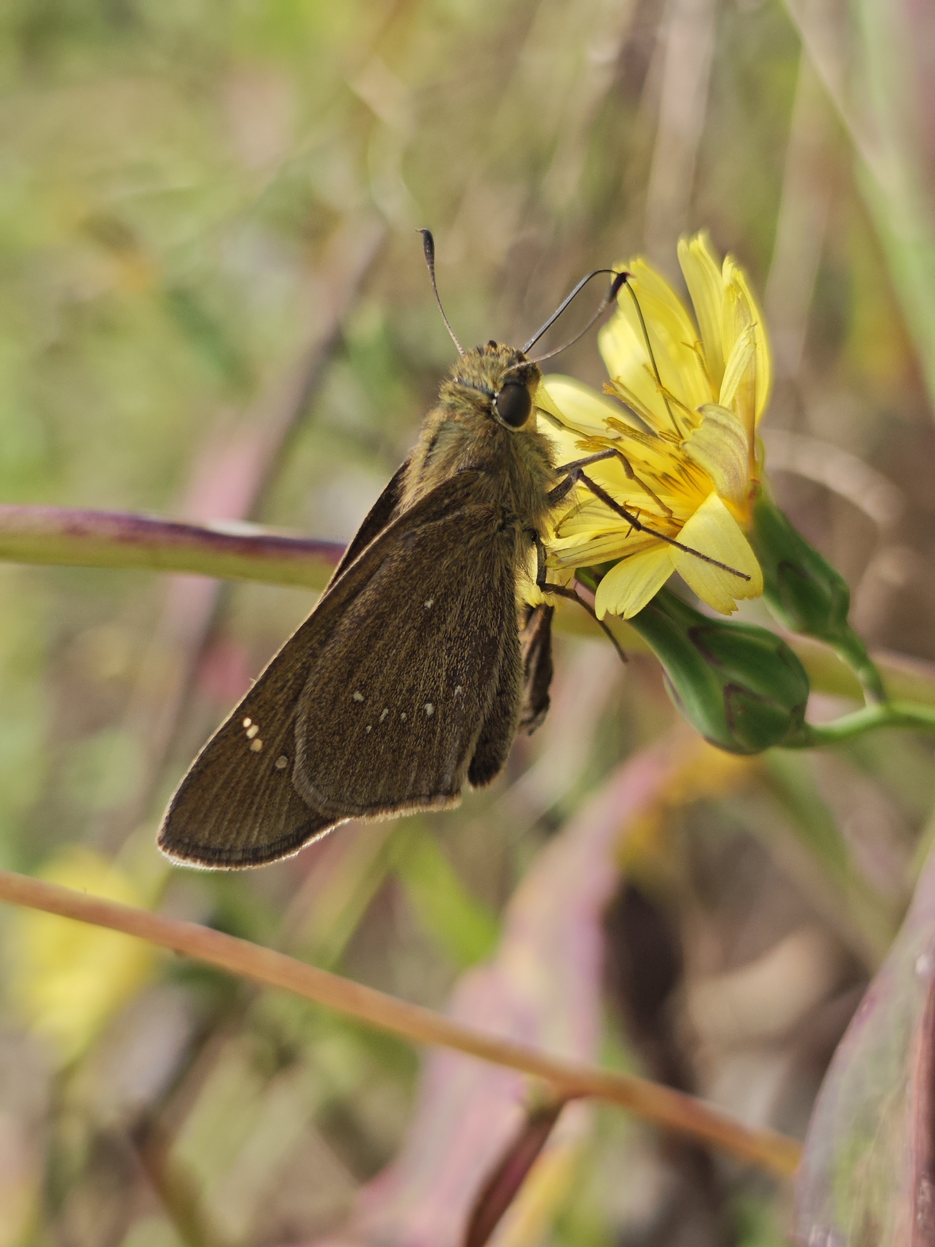隐纹谷弄蝶