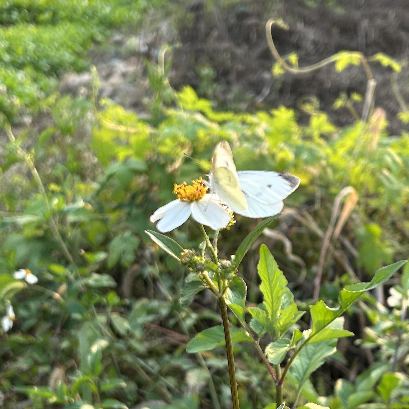 菜粉蝶
