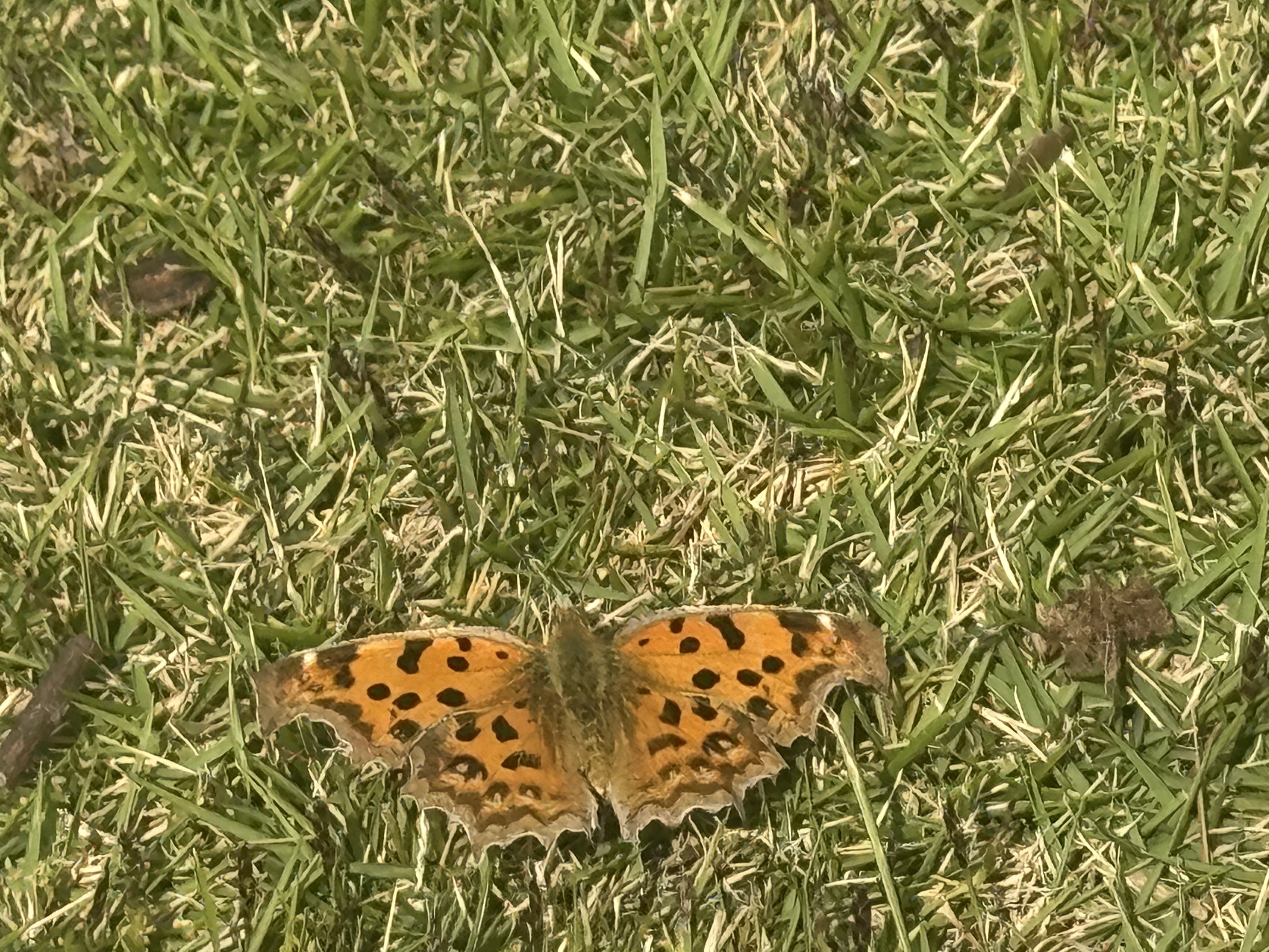 黄钩蛱蝶