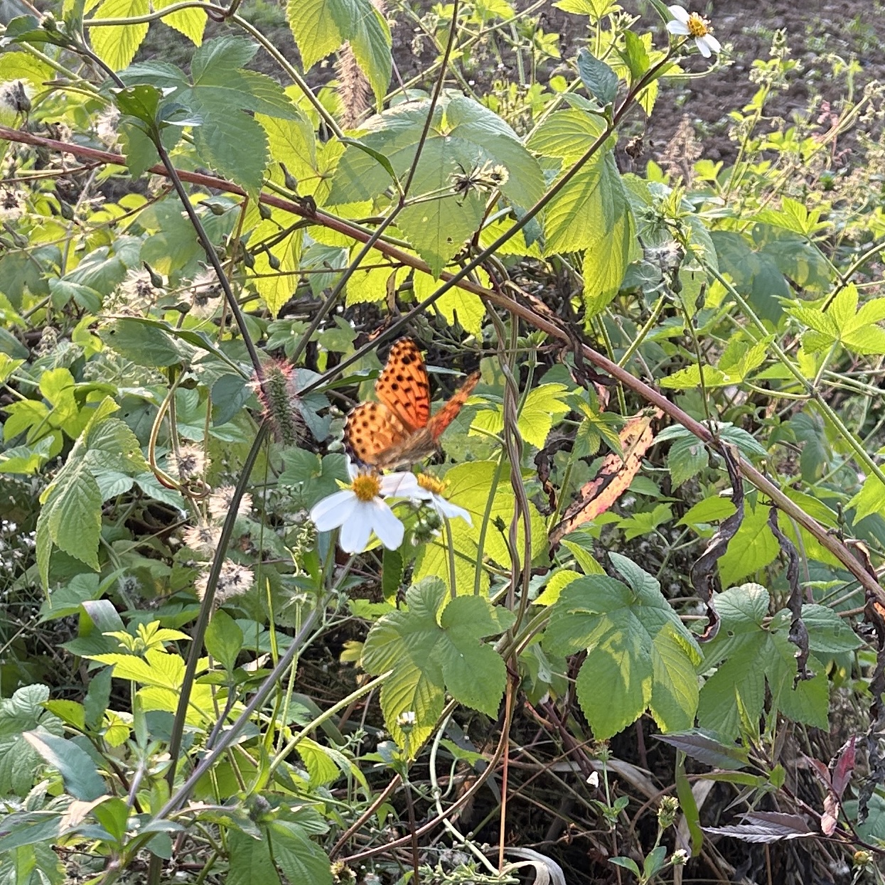 斐豹蛱蝶