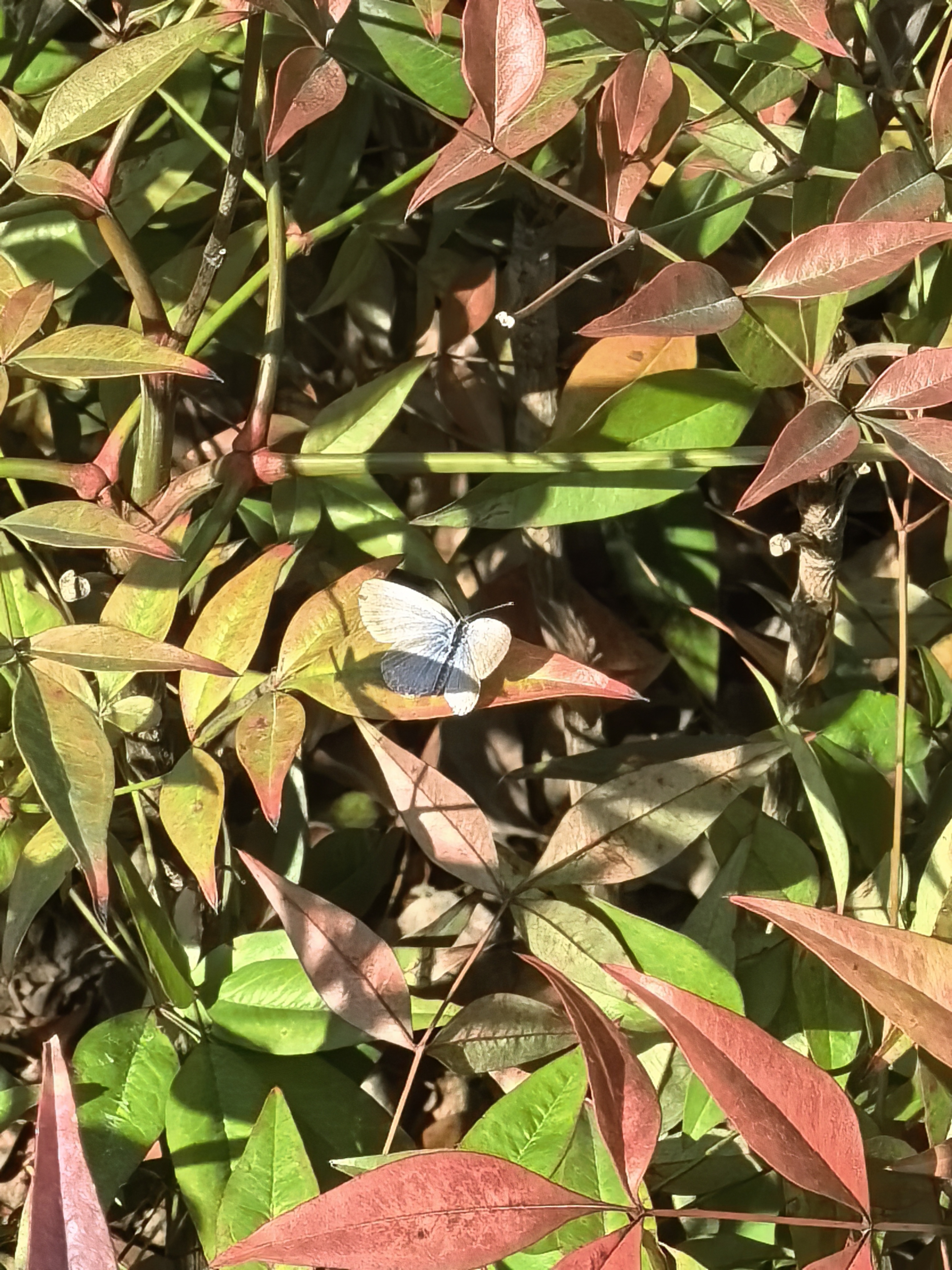 酢浆灰蝶