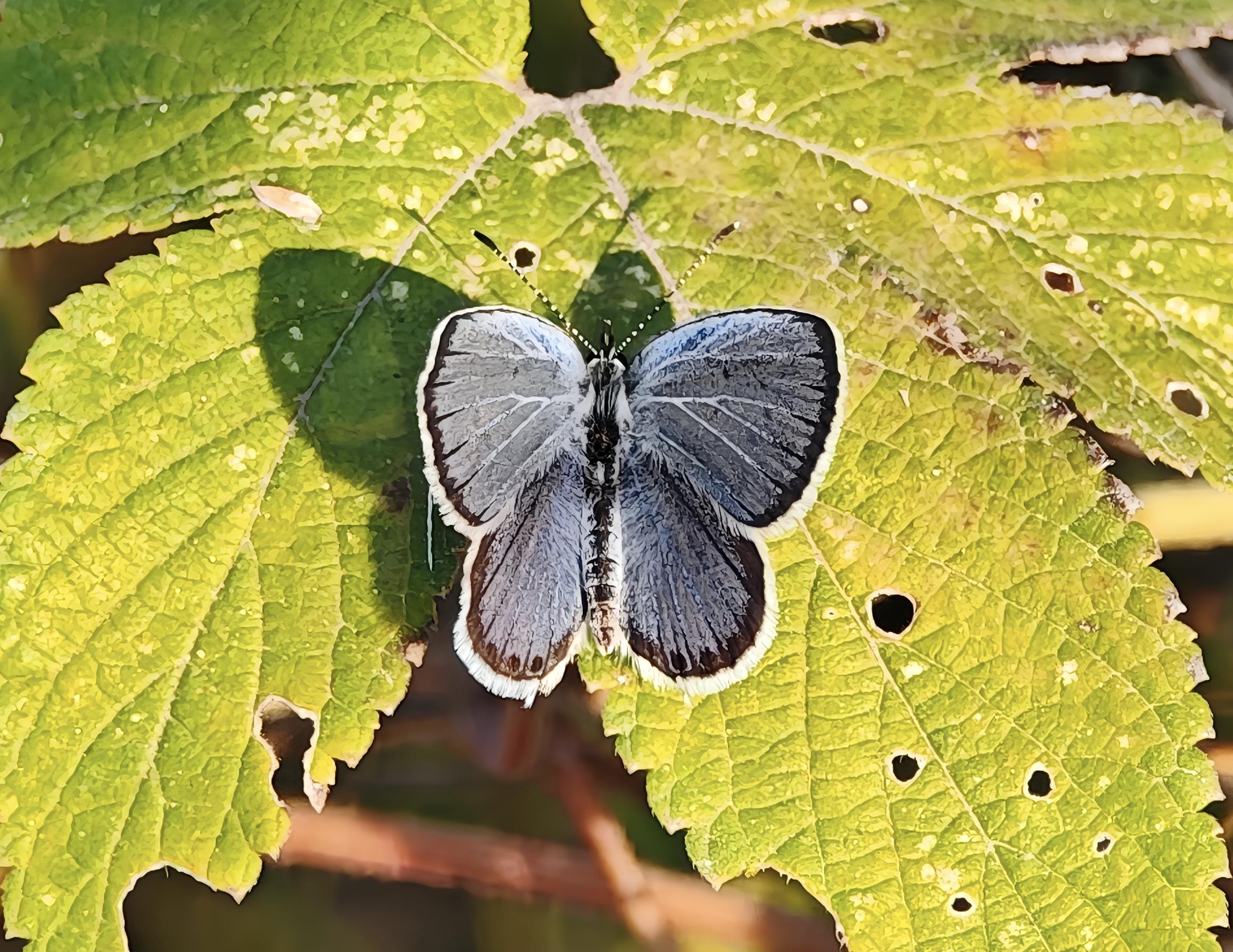 蓝灰蝶