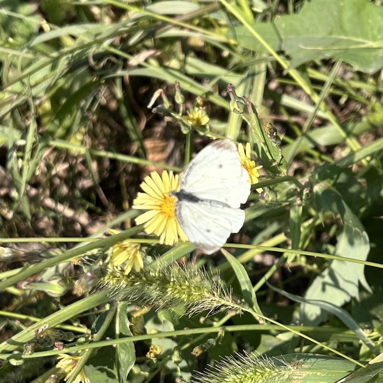 菜粉蝶