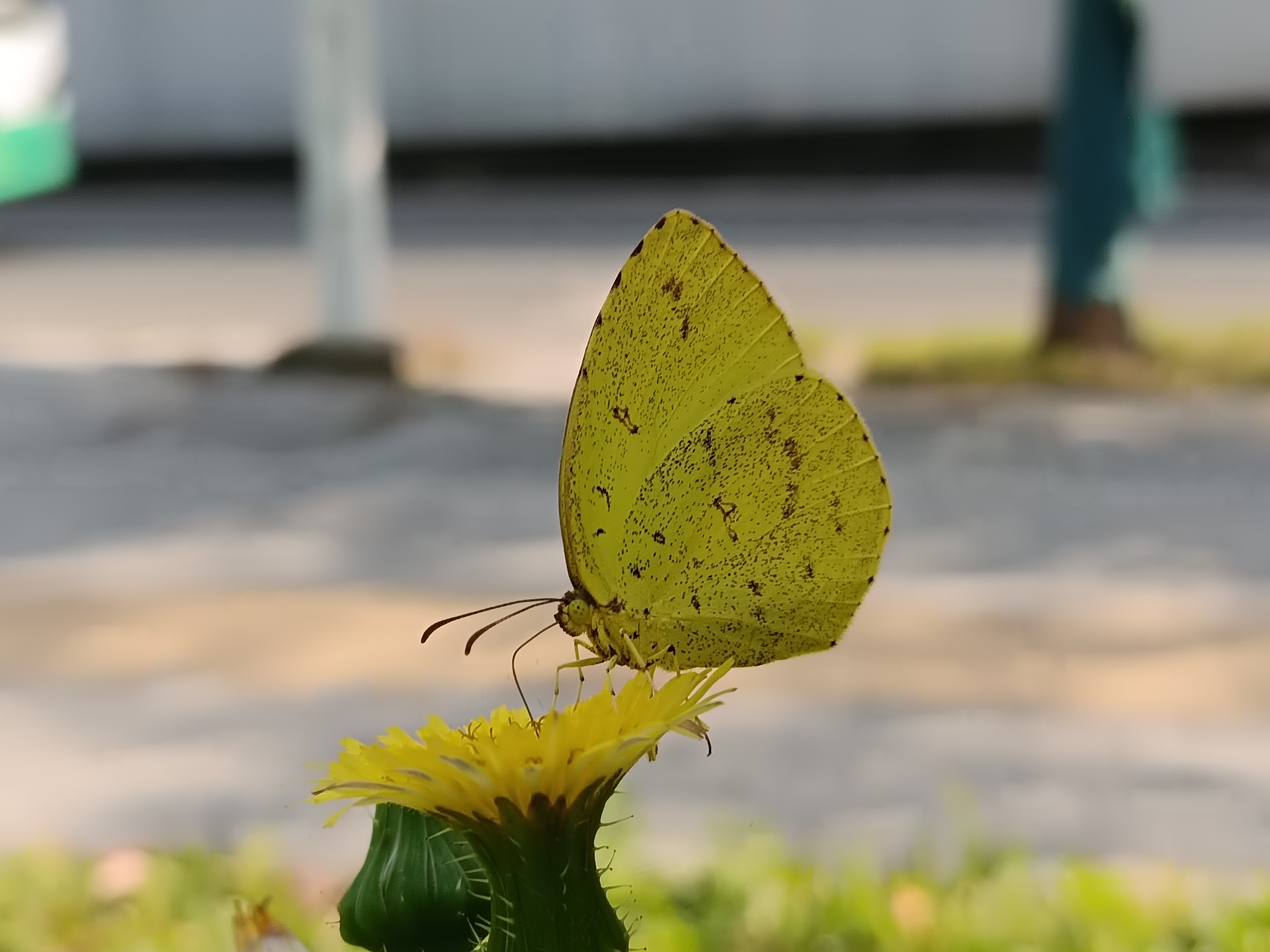 北黄粉蝶