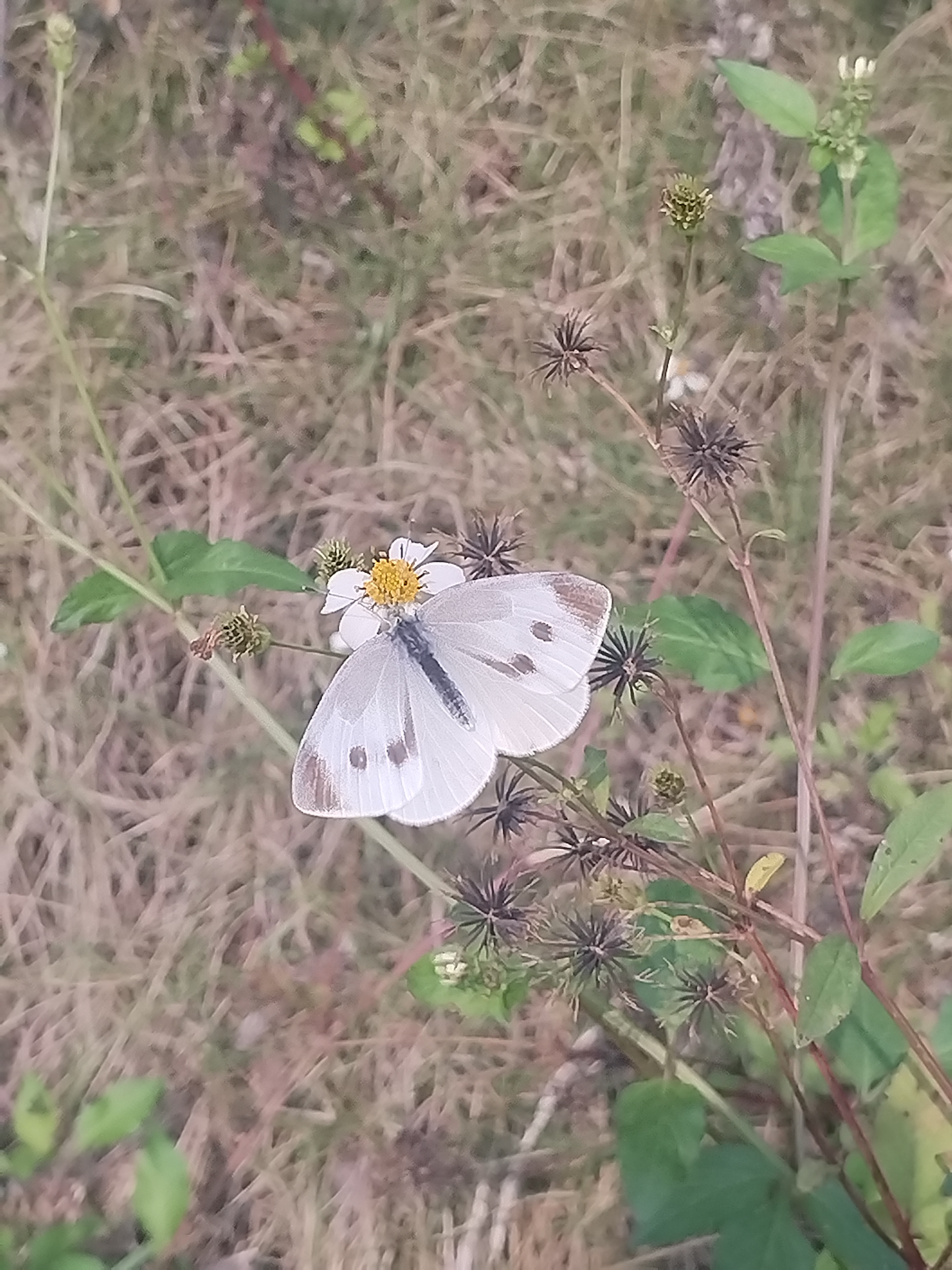 菜粉蝶