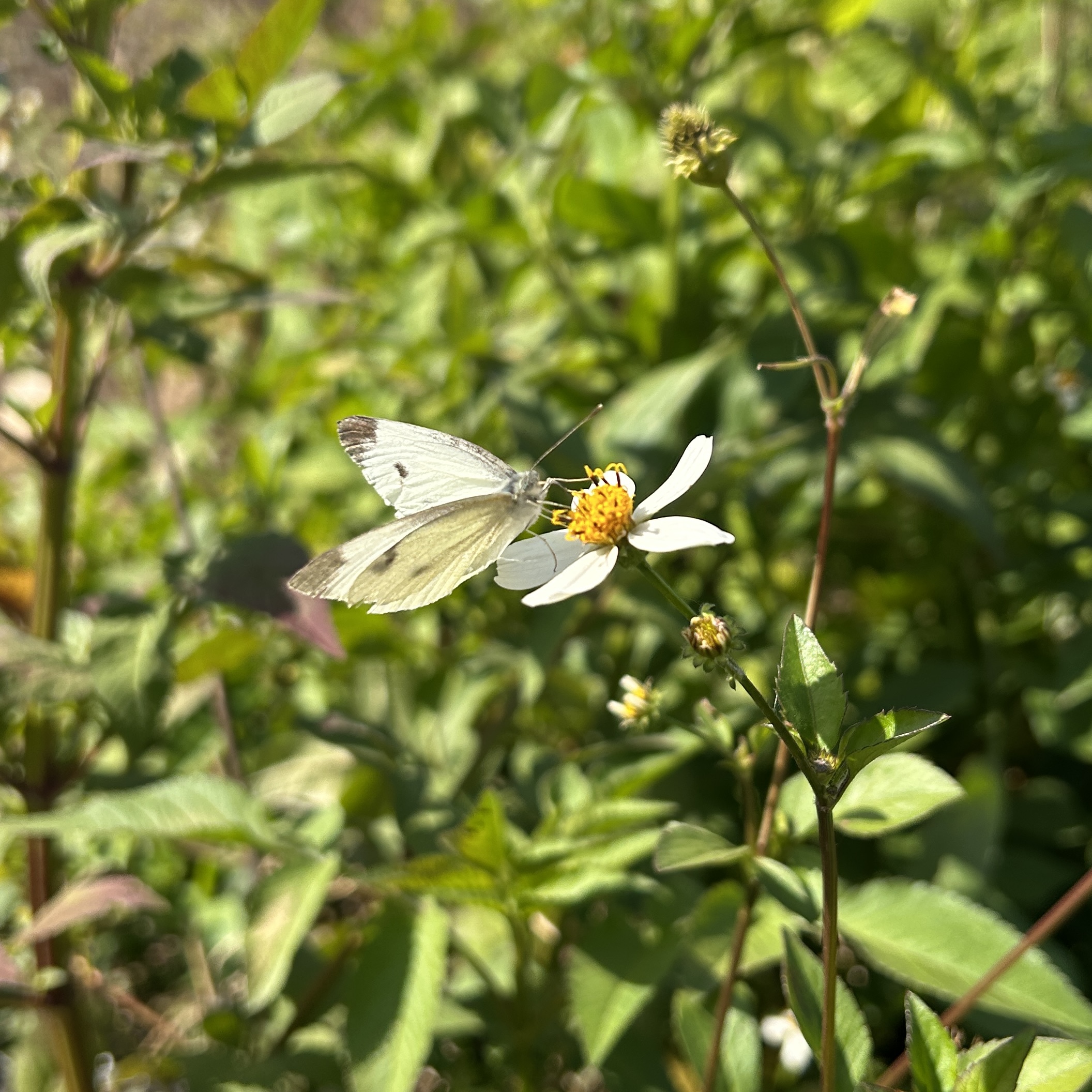 菜粉蝶