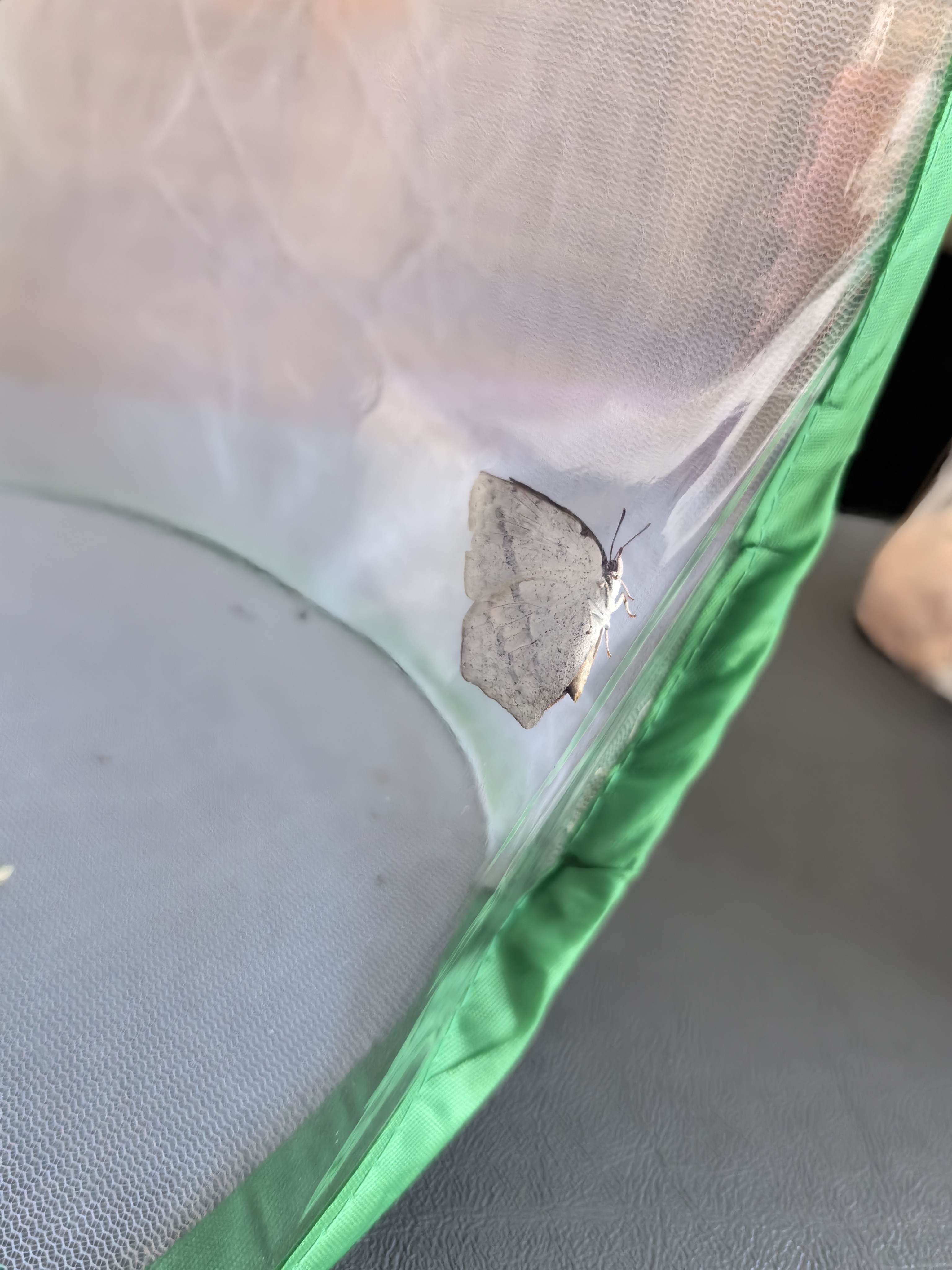 尖翅银灰蝶