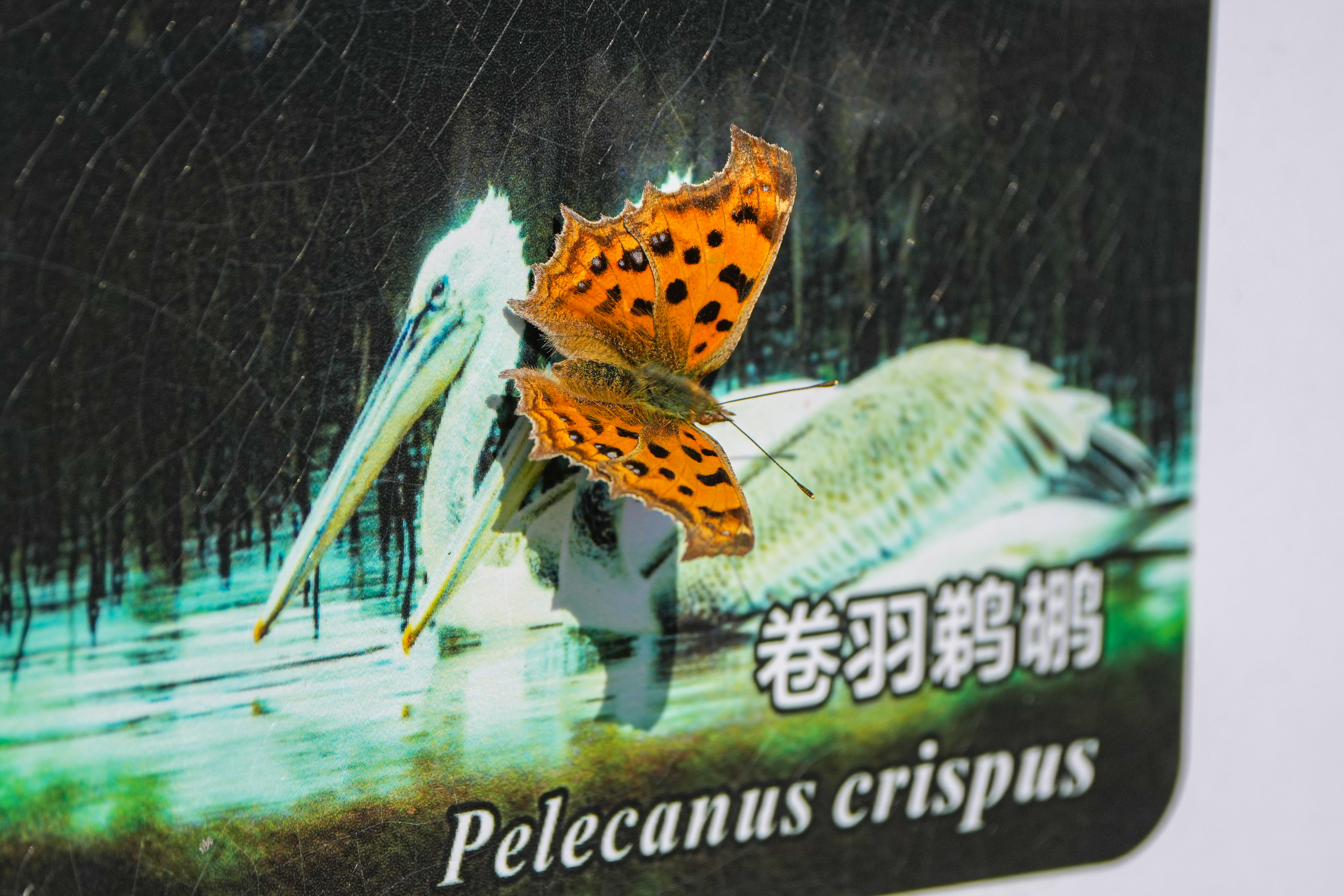 黄钩蛱蝶