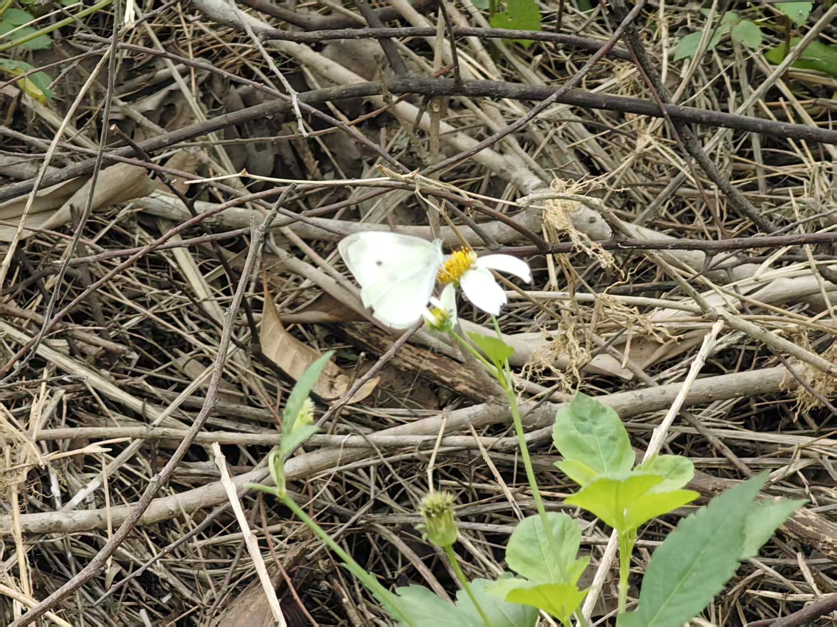 菜粉蝶