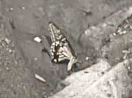 柑橘凤蝶