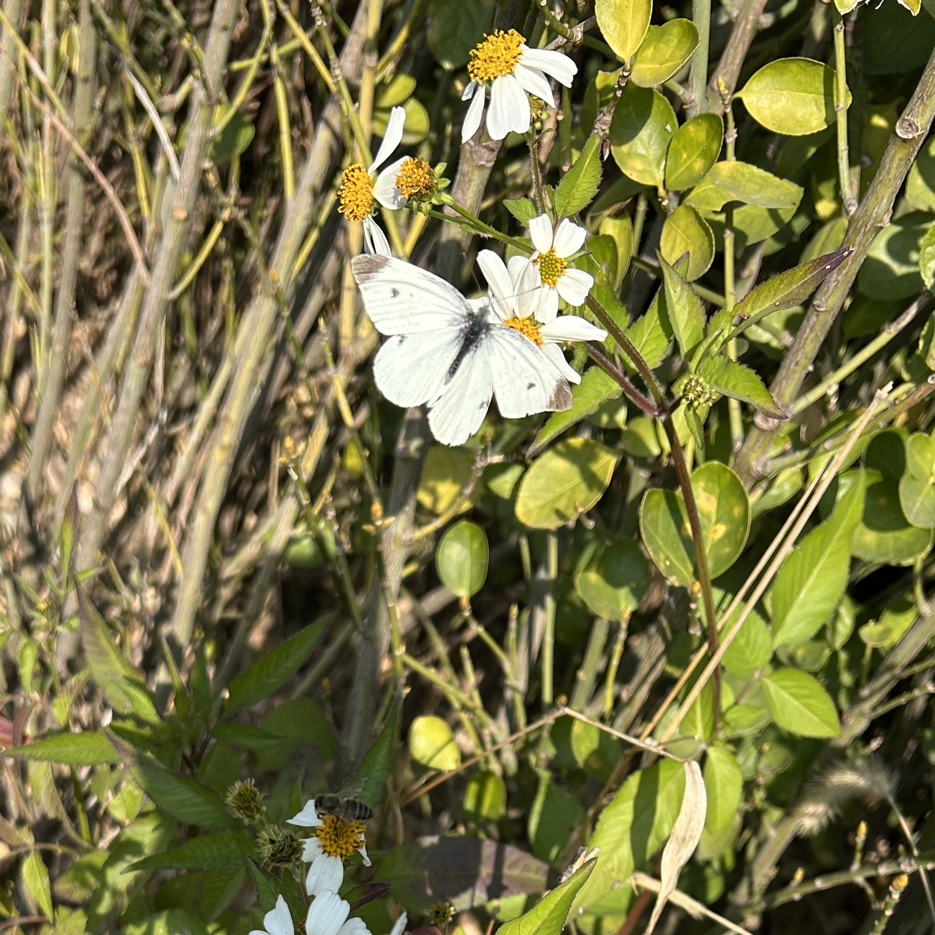 菜粉蝶