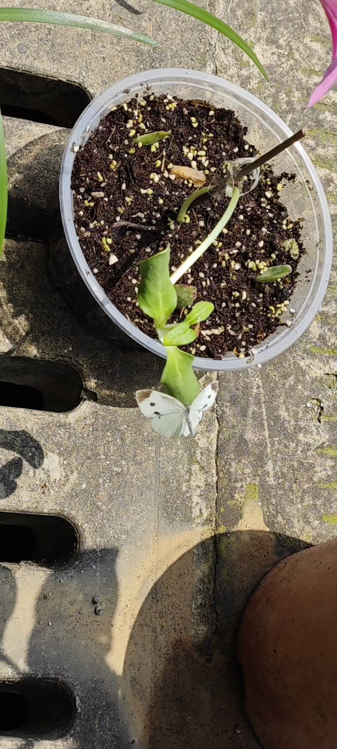 菜粉蝶