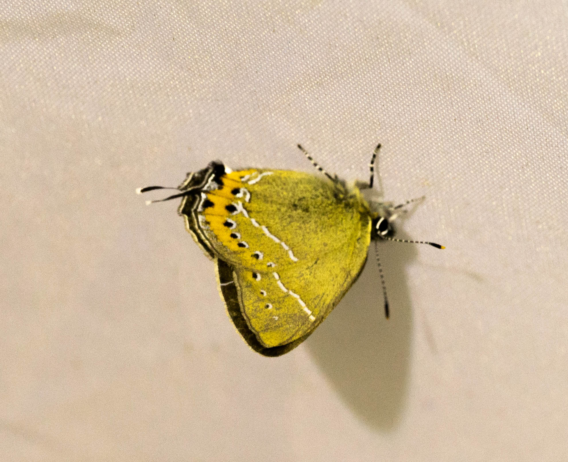 苹果洒灰蝶