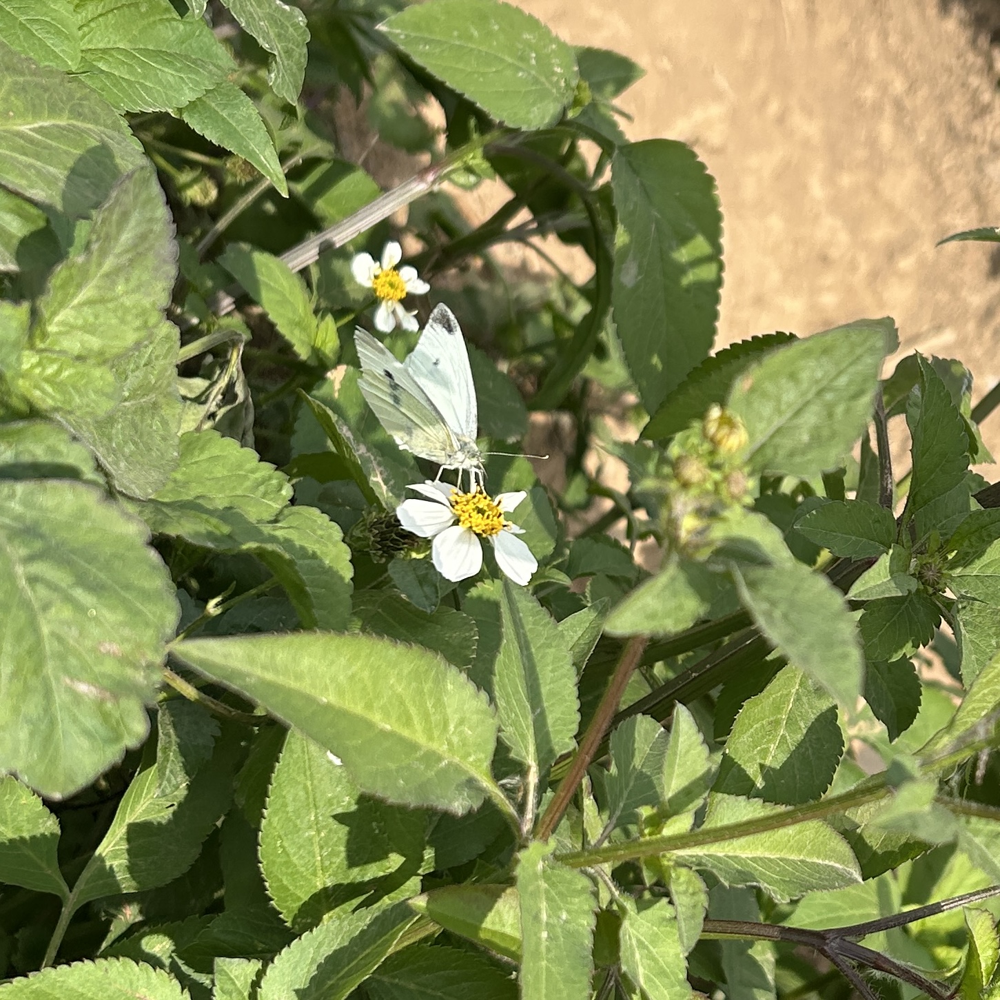 菜粉蝶