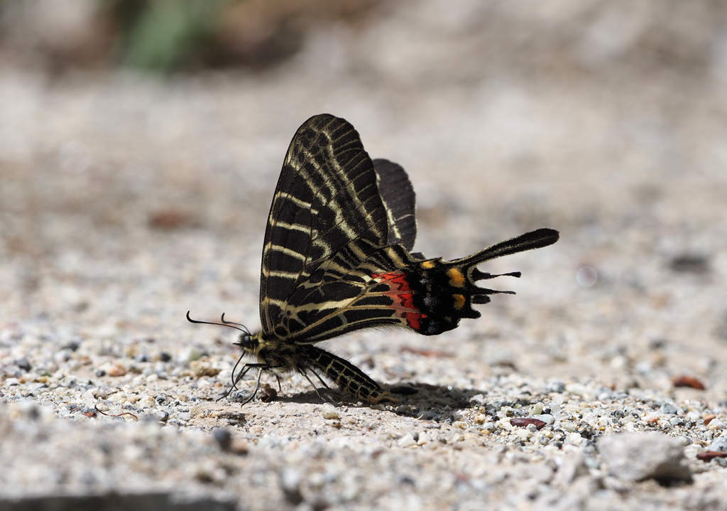 三尾凤蝶的公开观测照片
