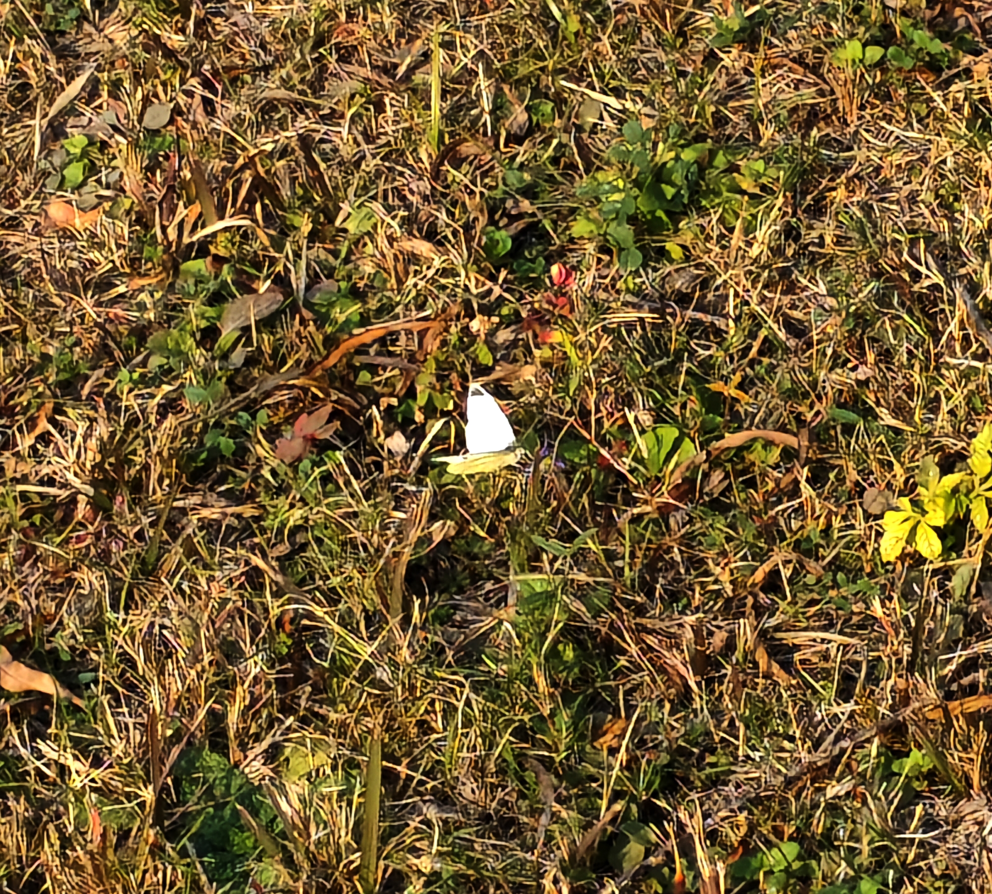 菜粉蝶