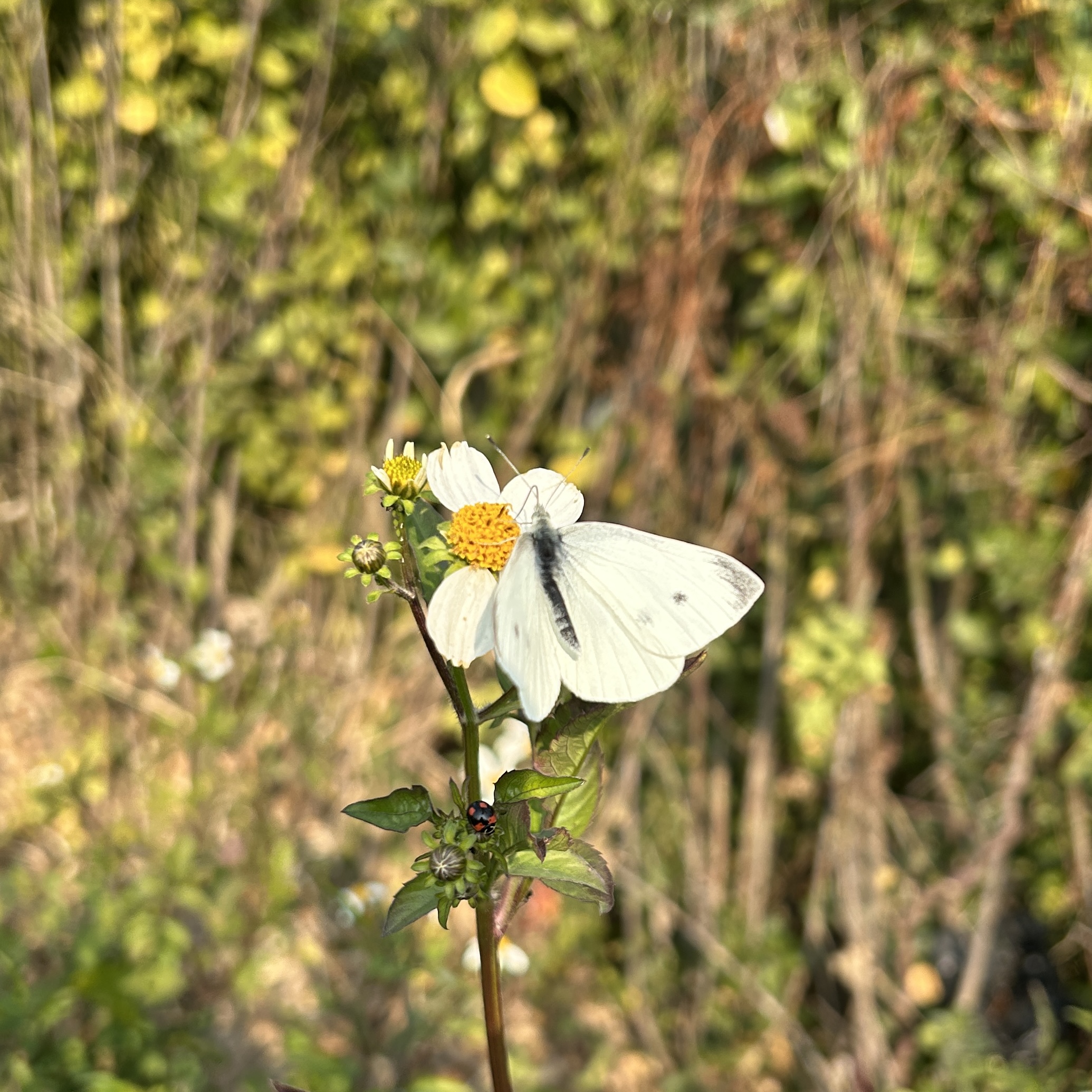 菜粉蝶