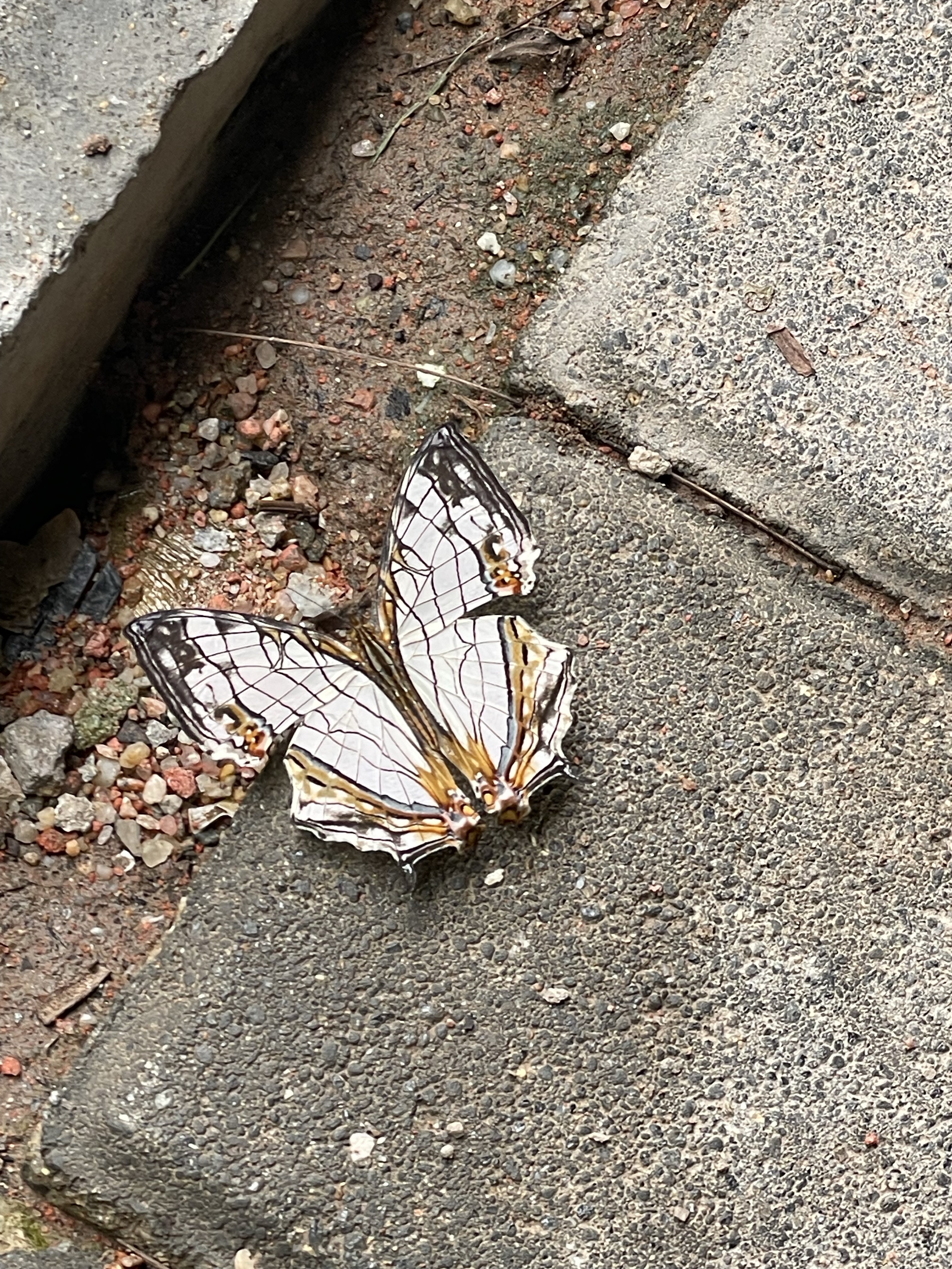 网丝蛱蝶