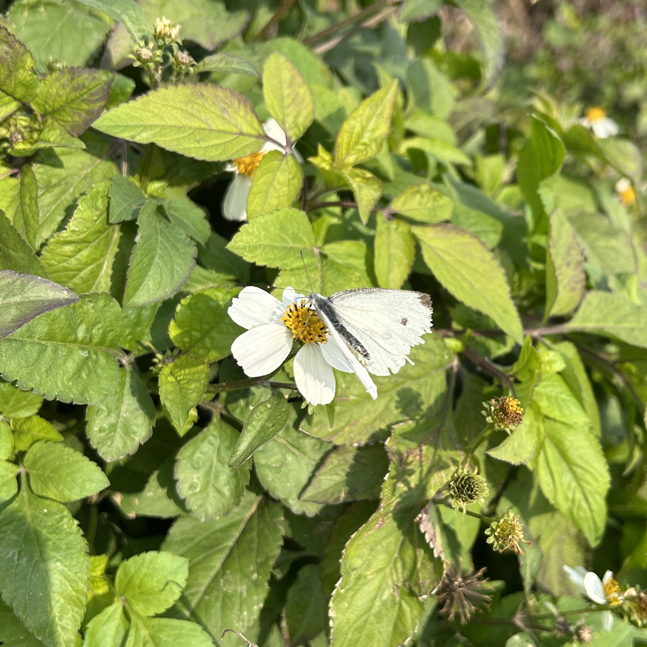 菜粉蝶